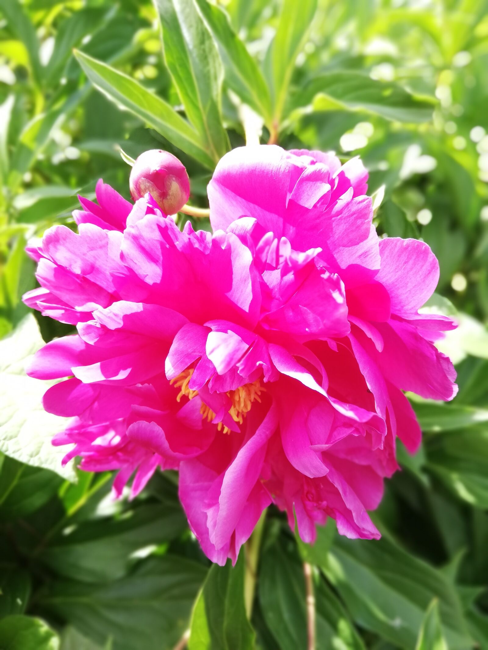 HUAWEI P20 lite sample photo. Flower, pink, day photography