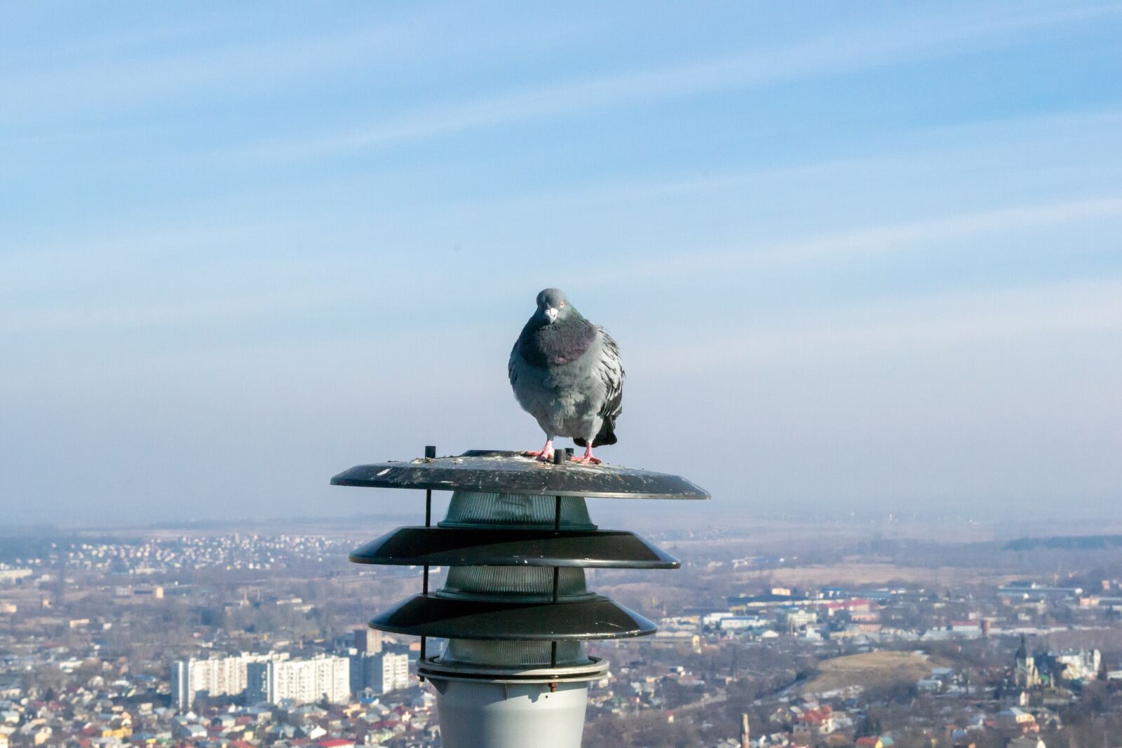 Nikon D3100 sample photo. Dove, bird, lantern photography