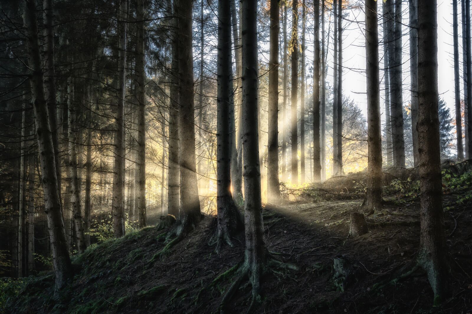 Nikon Z6 sample photo. Forest, sunbeam, sunlight photography