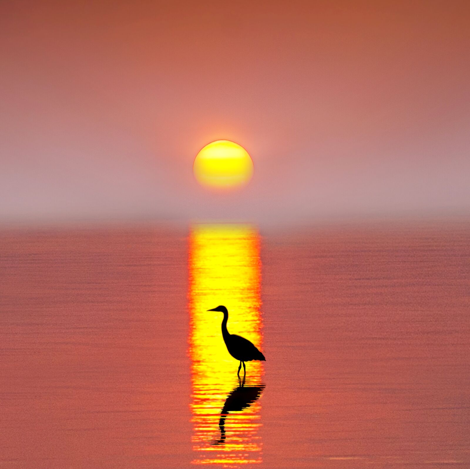 Sony DT 55-200mm F4-5.6 SAM sample photo. Heron, egret, animal photography