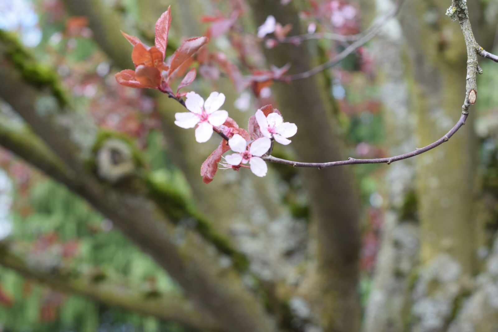 Nikon D3300 sample photo. Cherry blossom, spring, flower photography