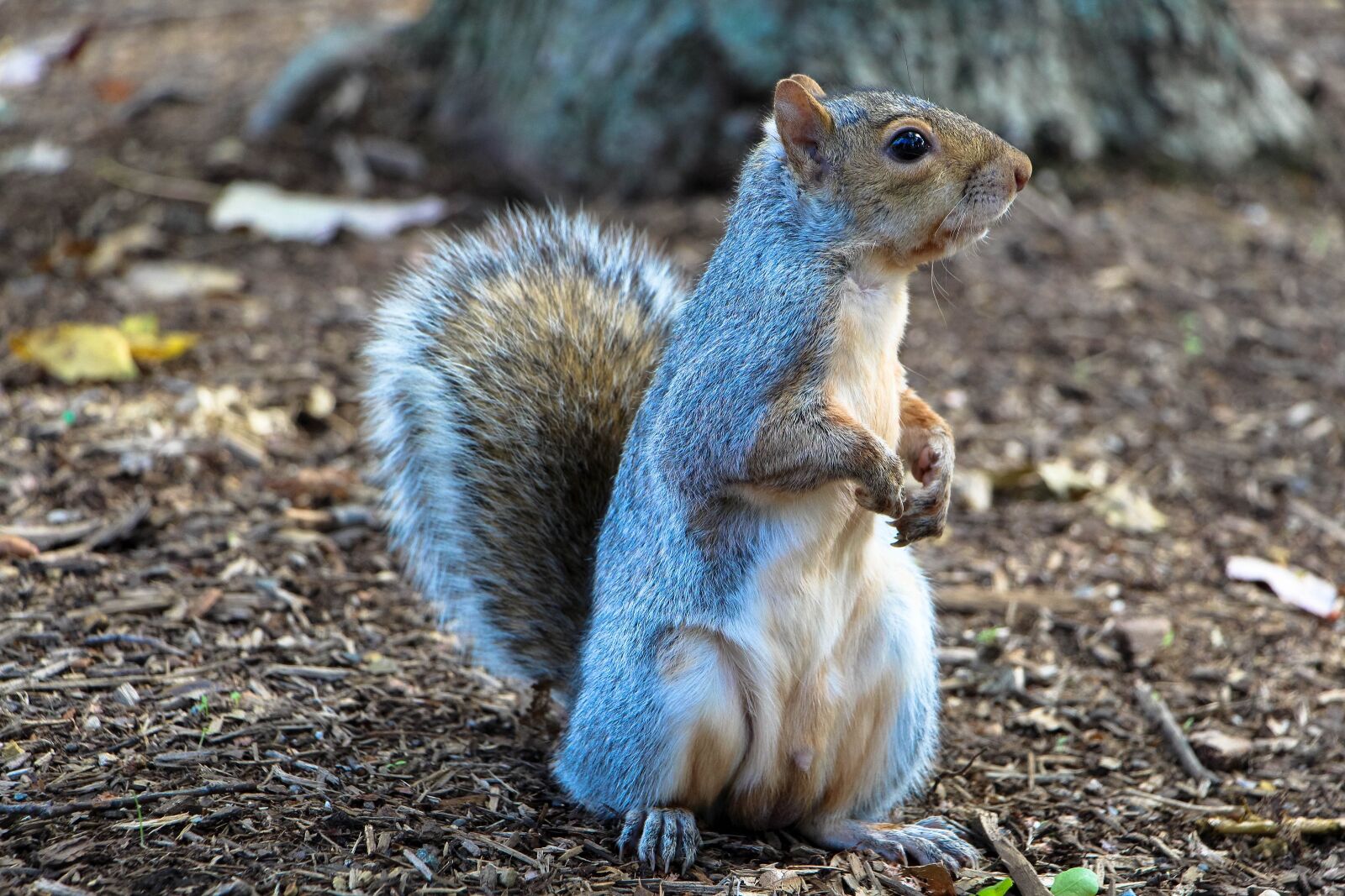 Canon EOS 700D (EOS Rebel T5i / EOS Kiss X7i) sample photo. Squirrel, common squirrel, eating photography