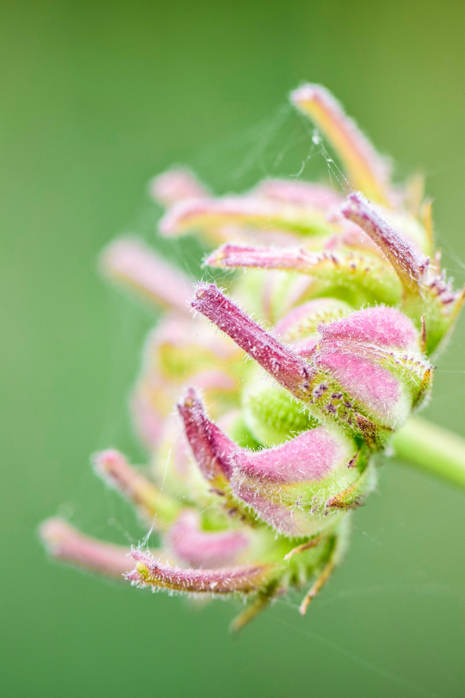 Nikon D5300 sample photo. Flowers, blumen, wiese photography