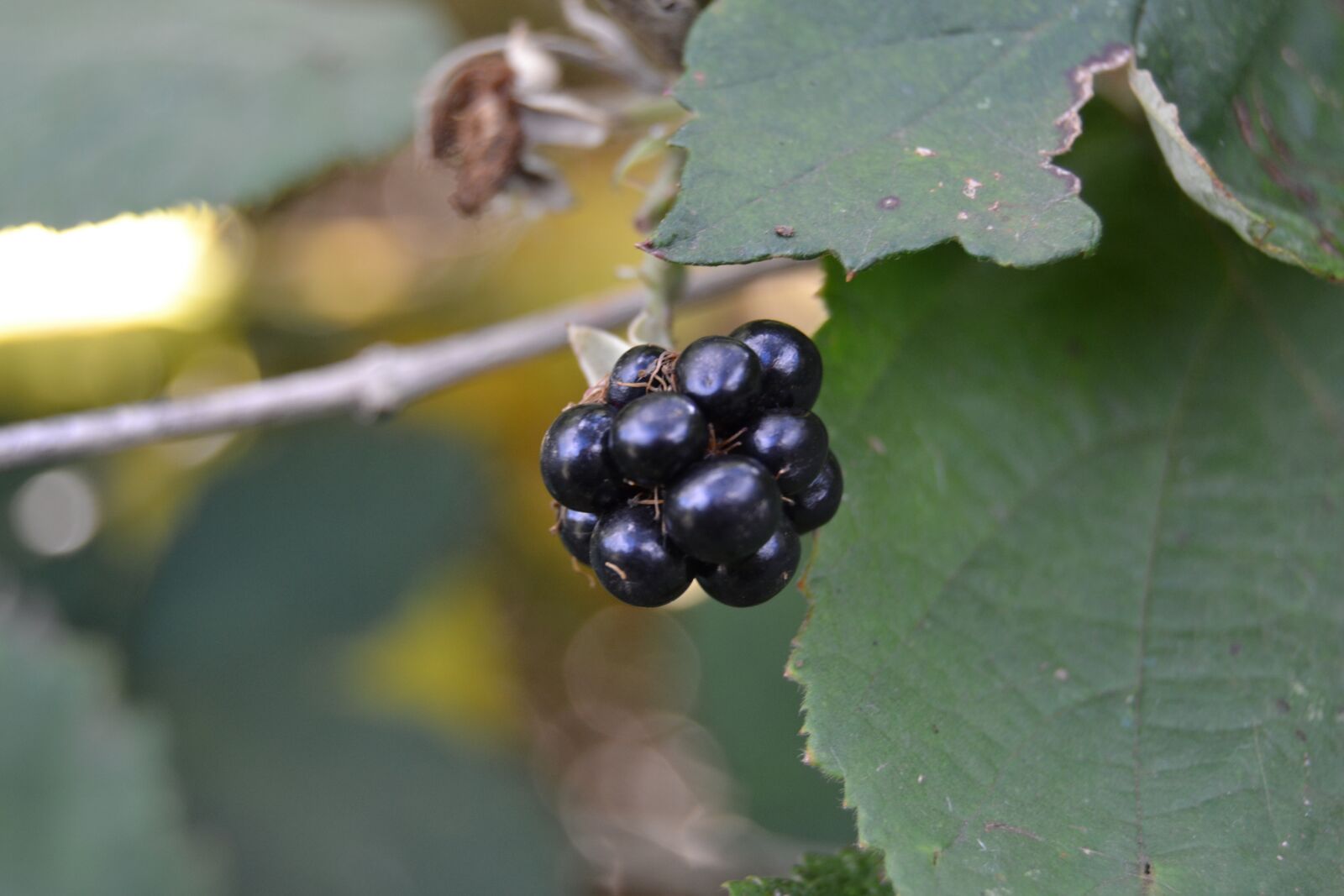 Nikon D3100 sample photo. Berry, blackberry, nature photography