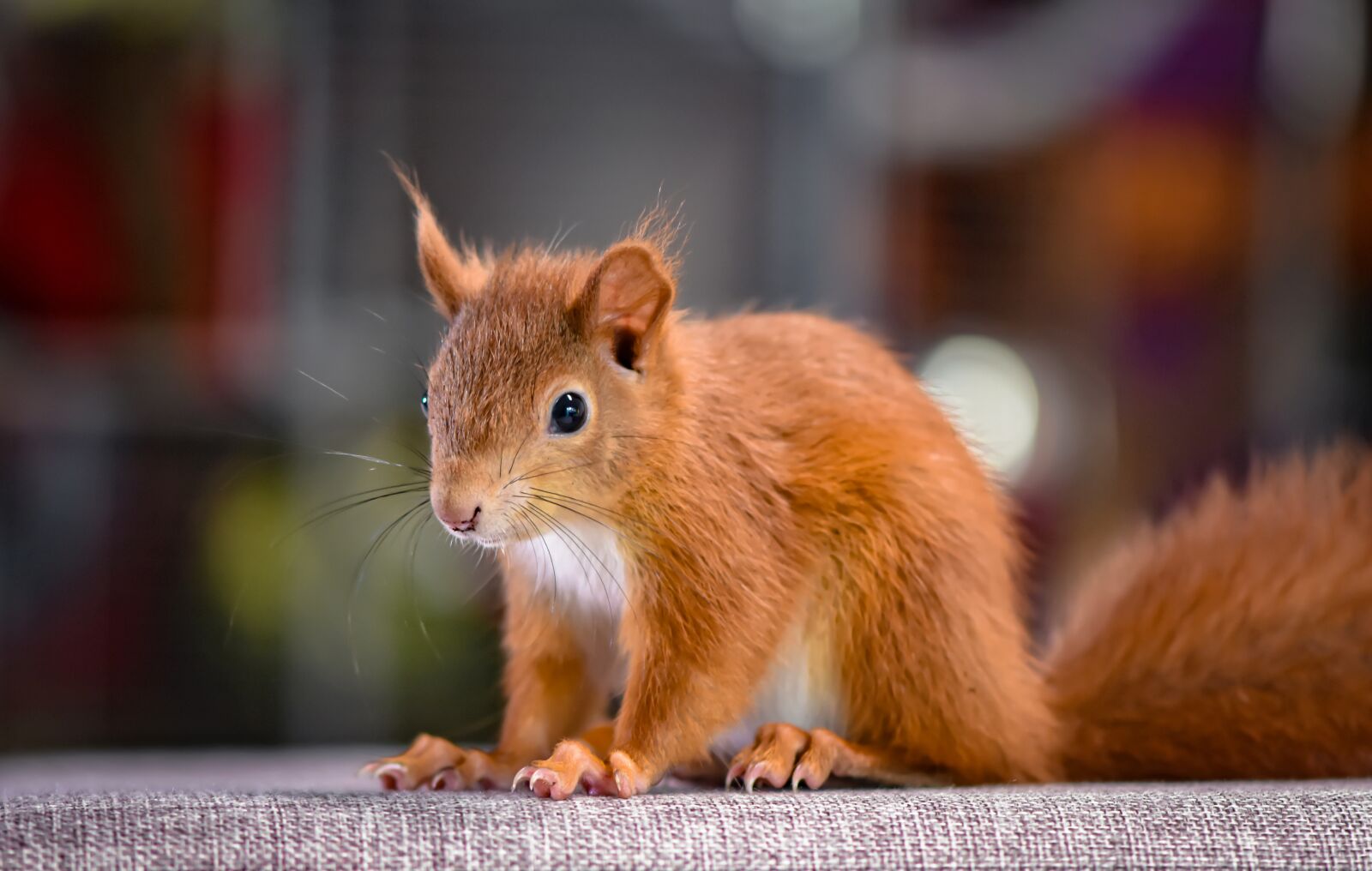 Nikon D7200 sample photo. Squirrel, young animal, small photography
