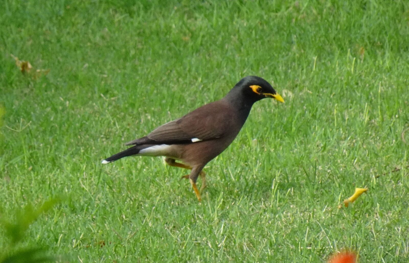 Sony DSC-WX800 sample photo. Common myna, indian myna photography
