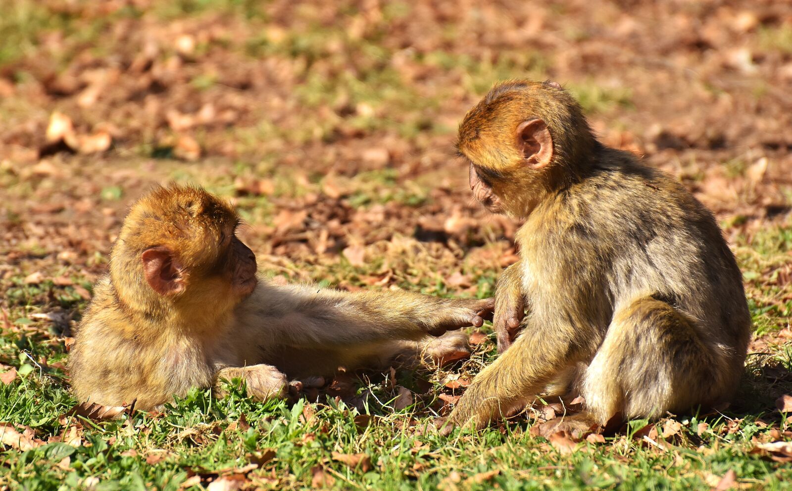 Nikon D7200 sample photo. Berber monkeys, play, cute photography