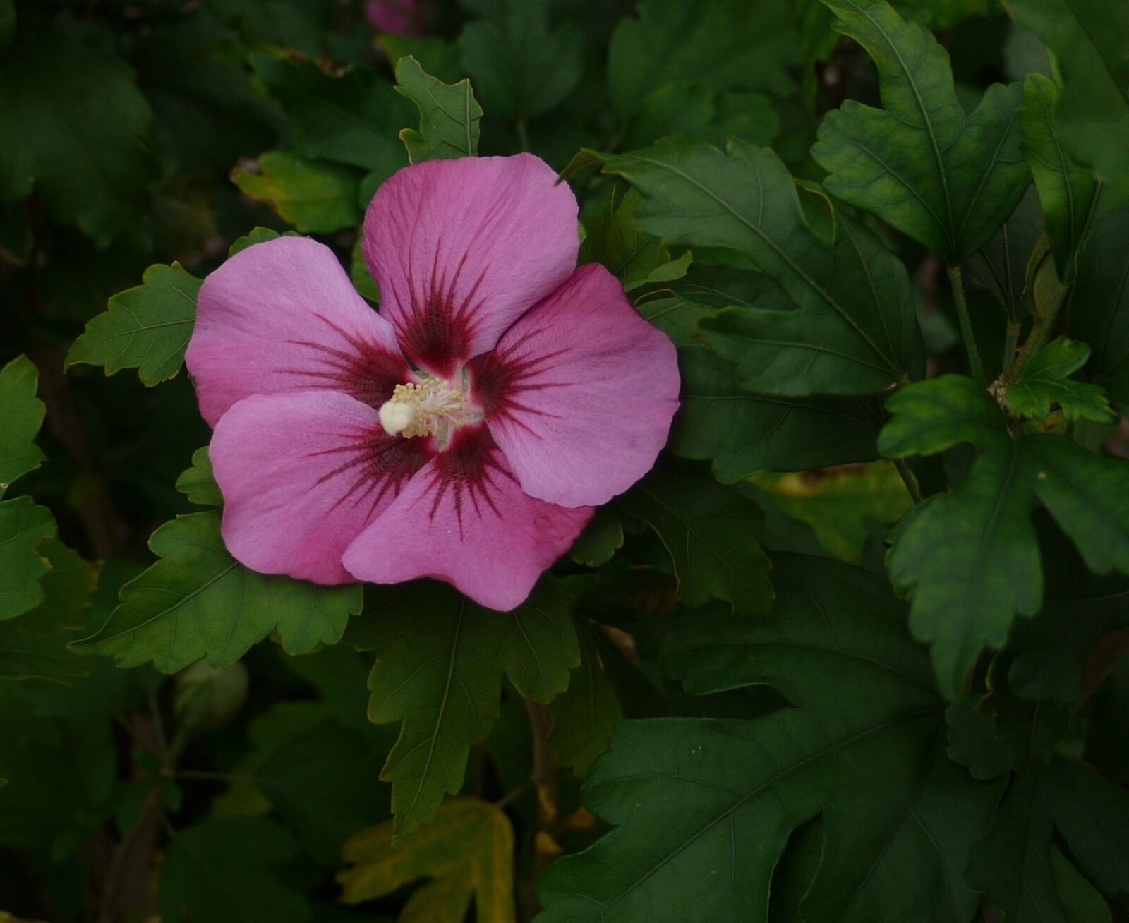 Panasonic Lumix DMC-G1 sample photo. Hibiscus, garden, pink photography