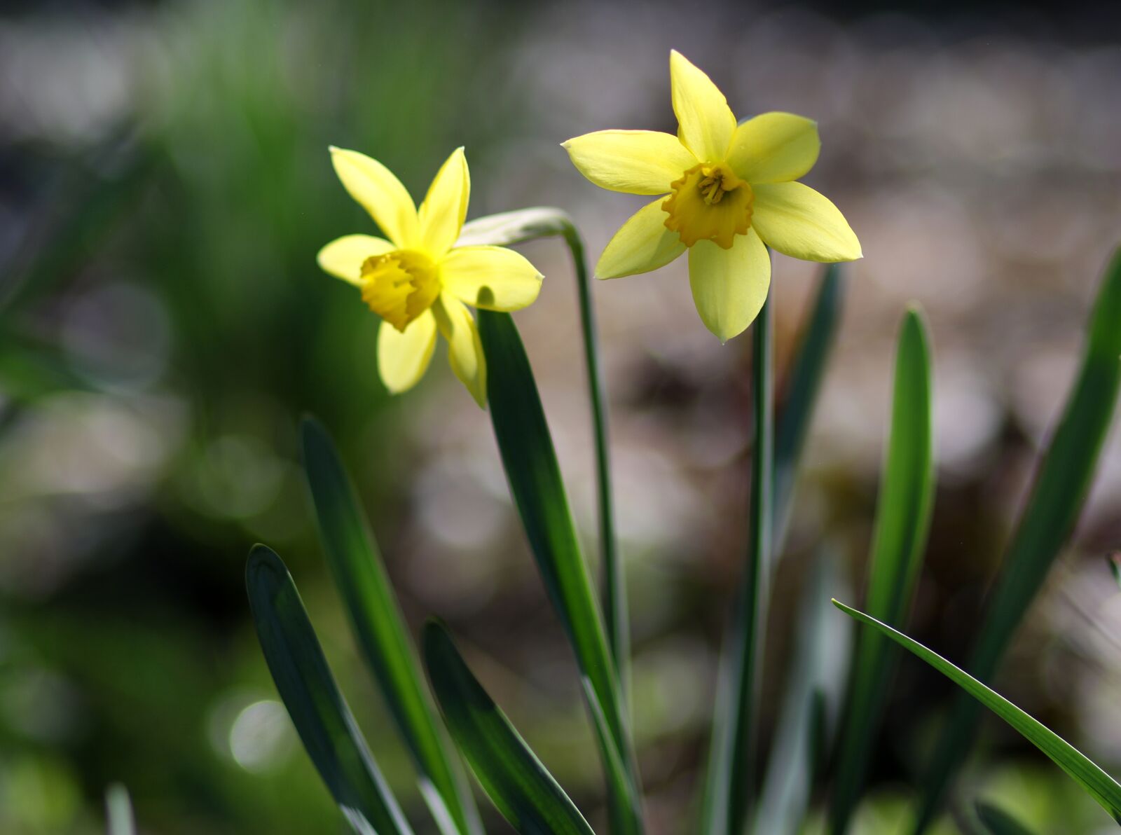 Canon EF 85mm F1.8 USM sample photo. Daffodils, yellow, spring photography