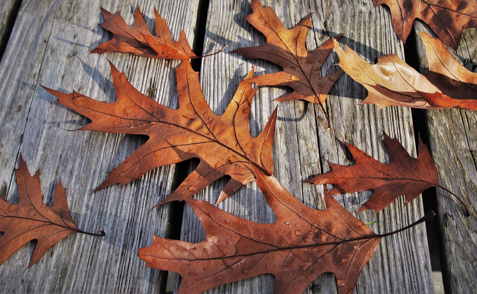 Canon EOS 80D sample photo. Autumn, dry leaves, lived photography