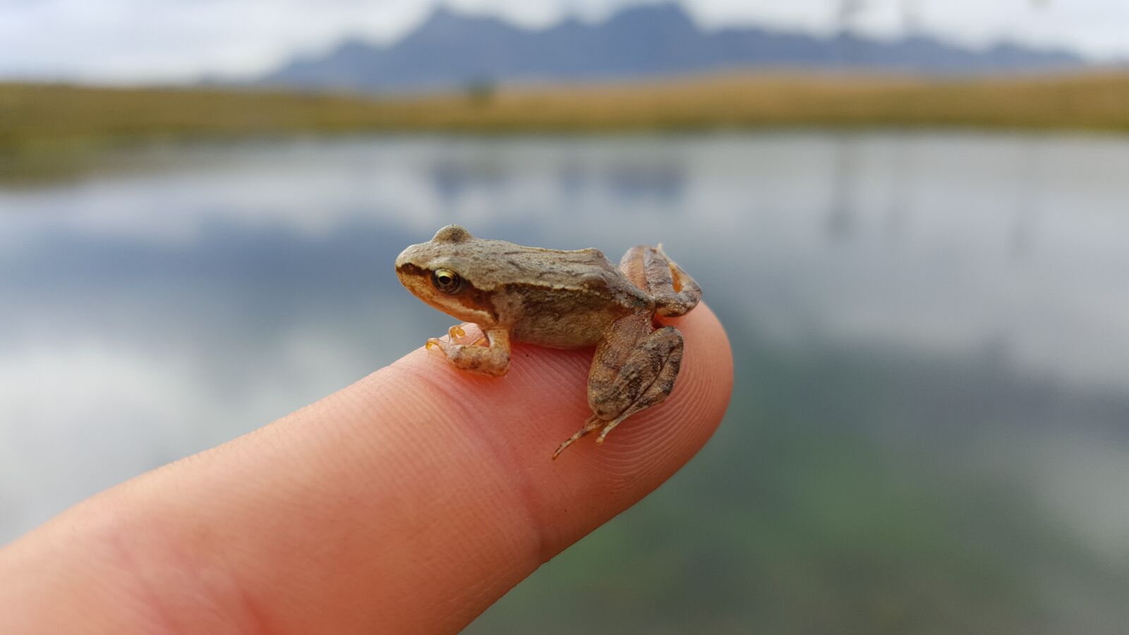 Samsung Galaxy S6 sample photo. Frog, blur, mountain photography