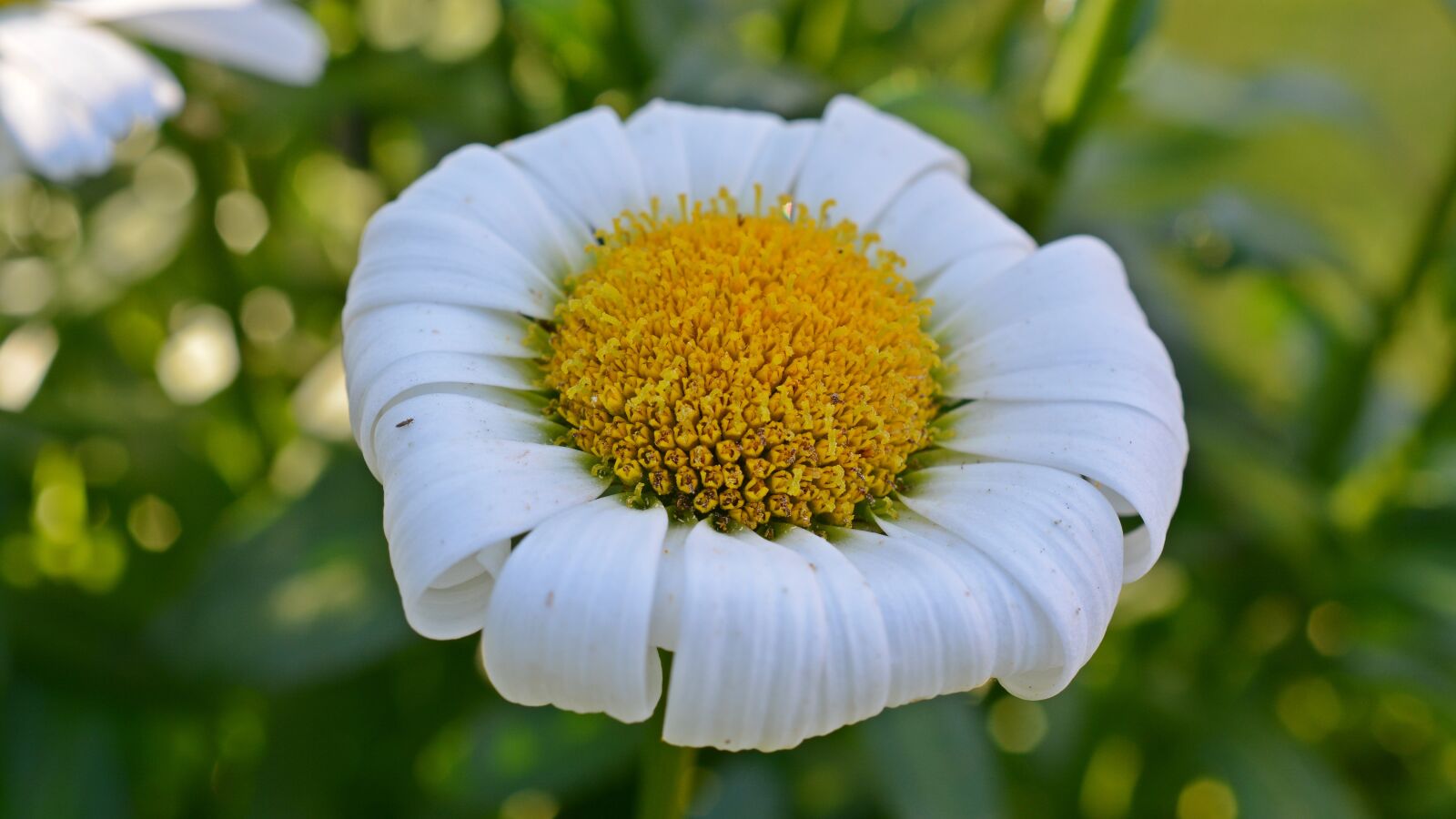 Nikon D5200 sample photo. Marguerite, gartenmargerite, faded photography