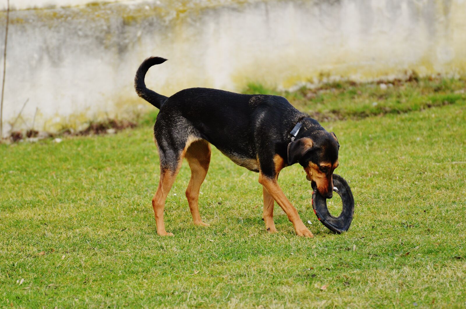 Nikon D3200 sample photo. Dog, romp, play photography