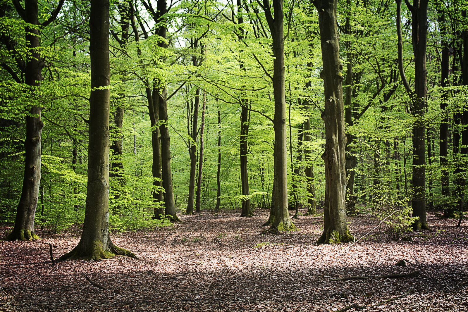 Canon EOS 700D (EOS Rebel T5i / EOS Kiss X7i) sample photo. Forest, beeches, spring photography