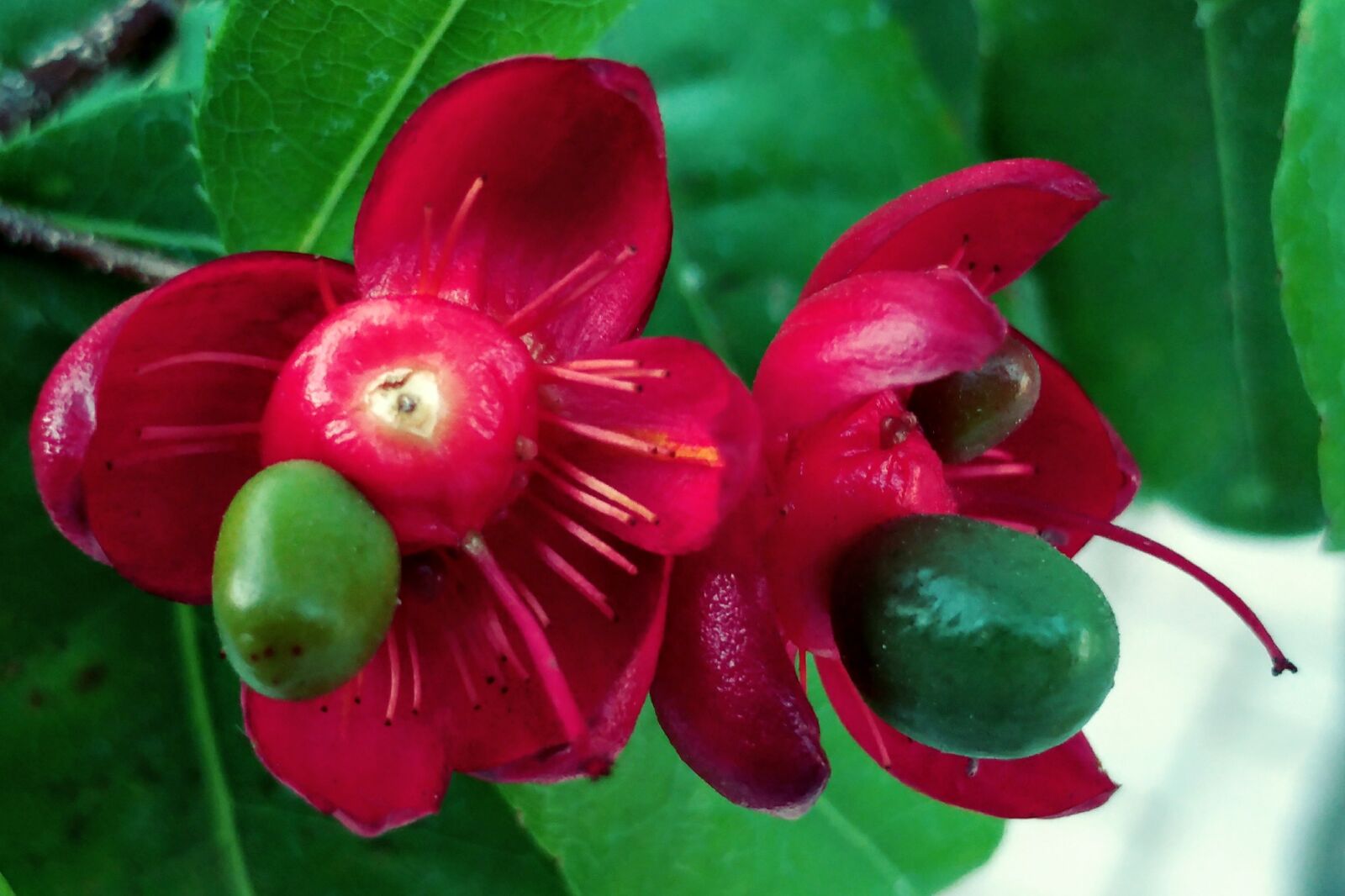 LG G5 sample photo. Red petal, seeds, colorful photography