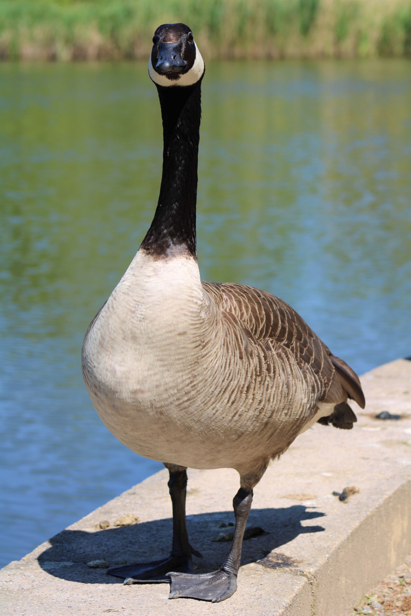Canon EF75-300mm f/4-5.6 sample photo. Goose, bird, close up photography