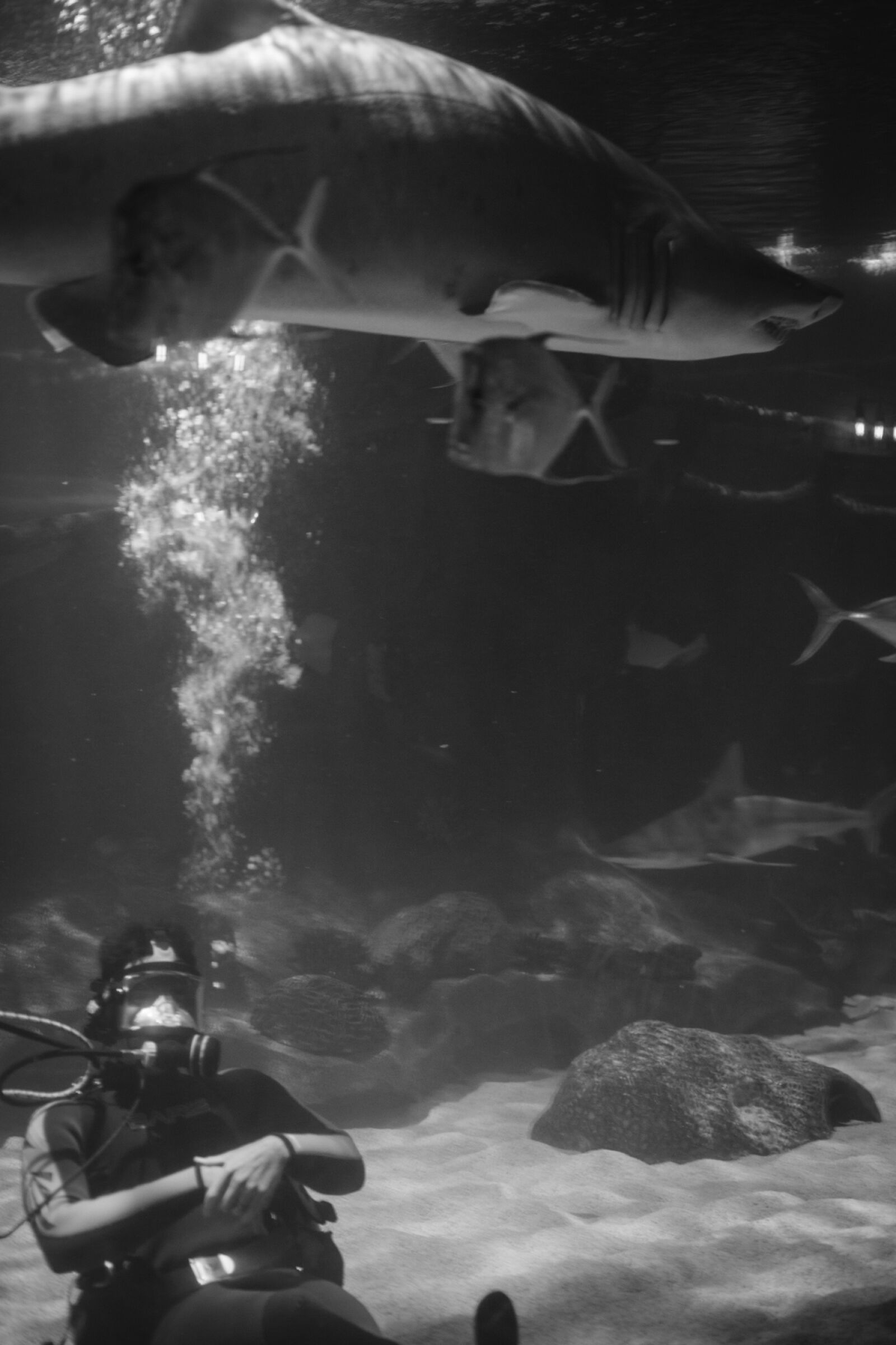 Canon EOS 5D Mark II sample photo. Aquarium, diver, scuba, shark photography