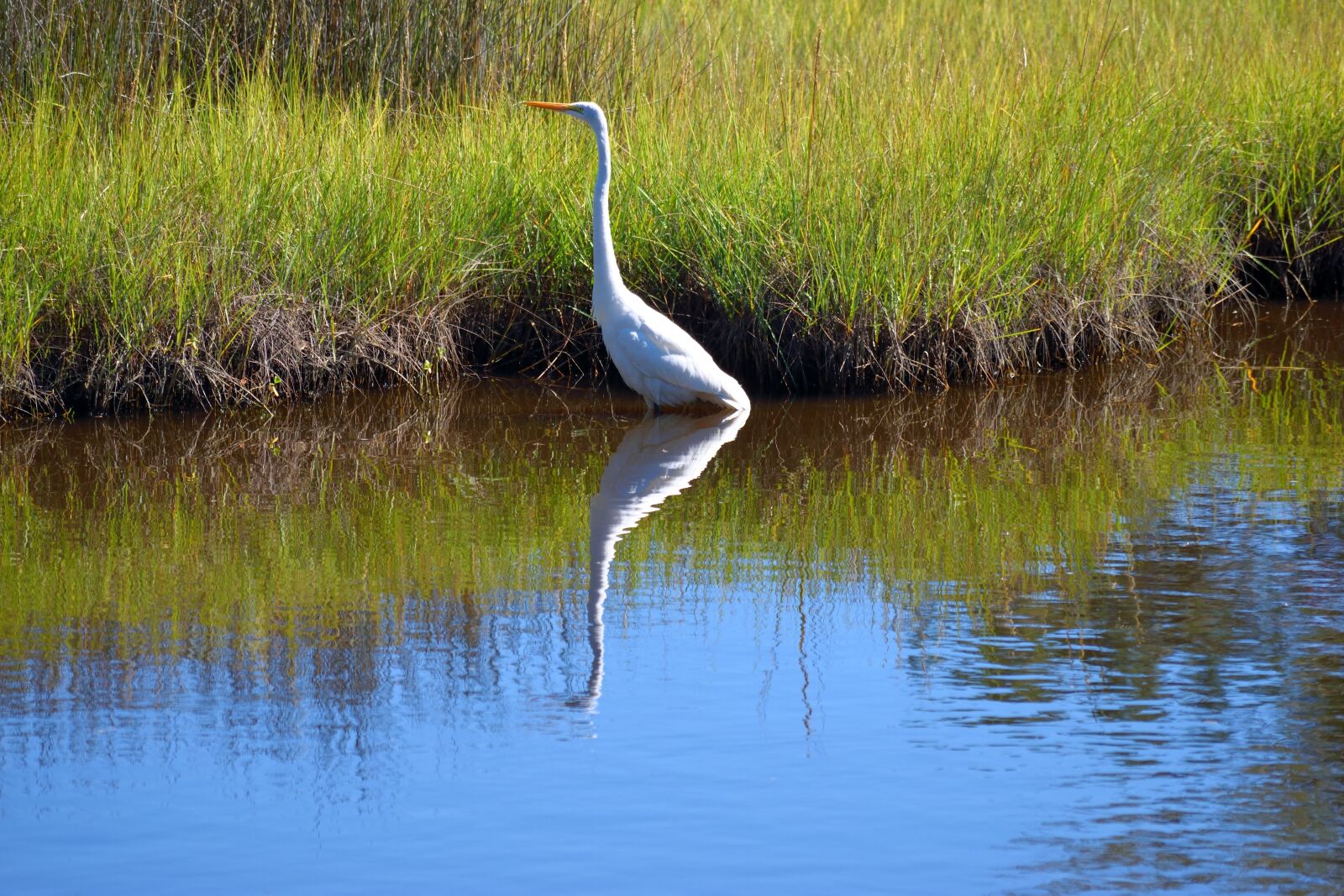 Nikon D3300 sample photo. White heron, bird, wildlife photography