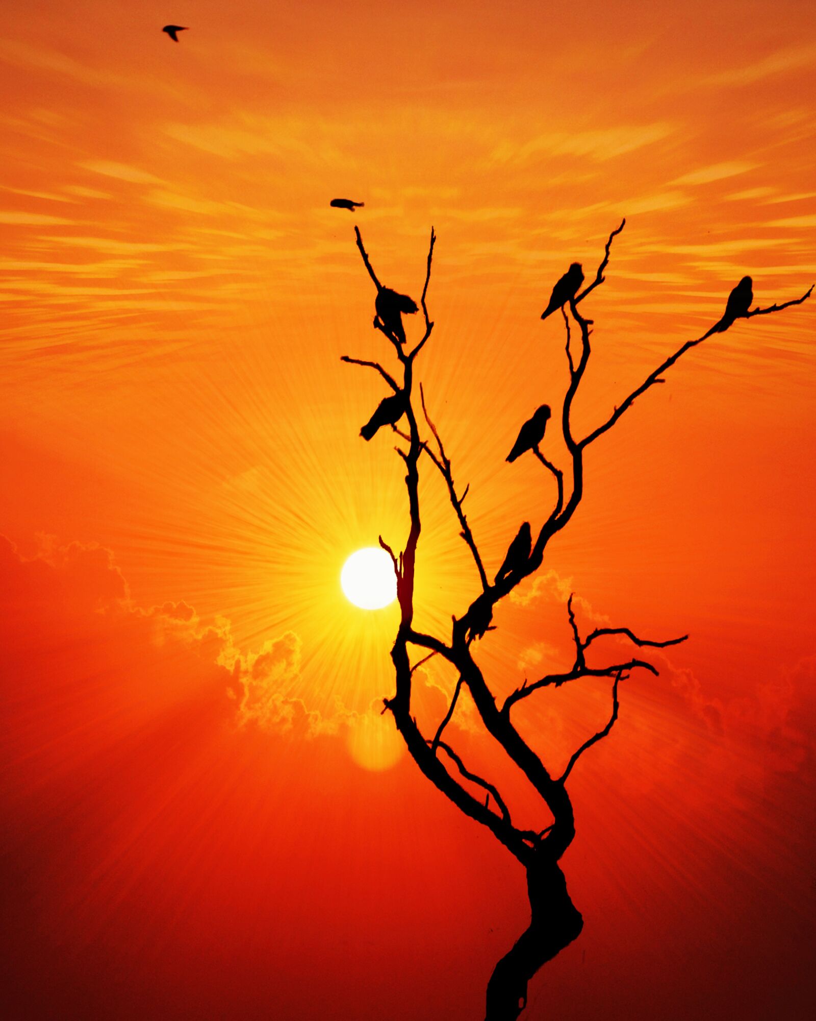 Nikon D7000 sample photo. Sunset, bird, ray photography