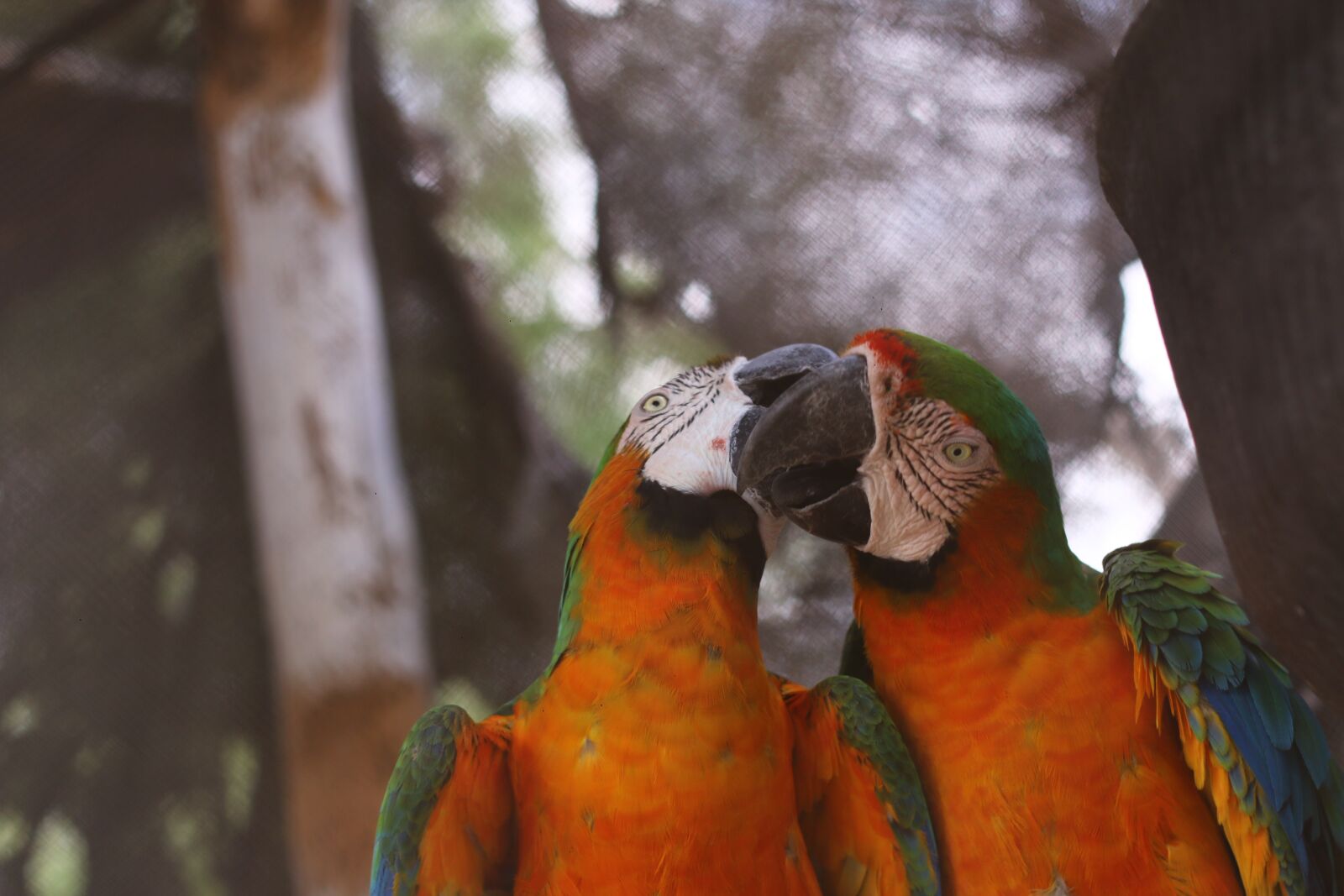 Canon EOS 70D + Canon EF 50mm F1.8 II sample photo. Parrot, animals, loro photography