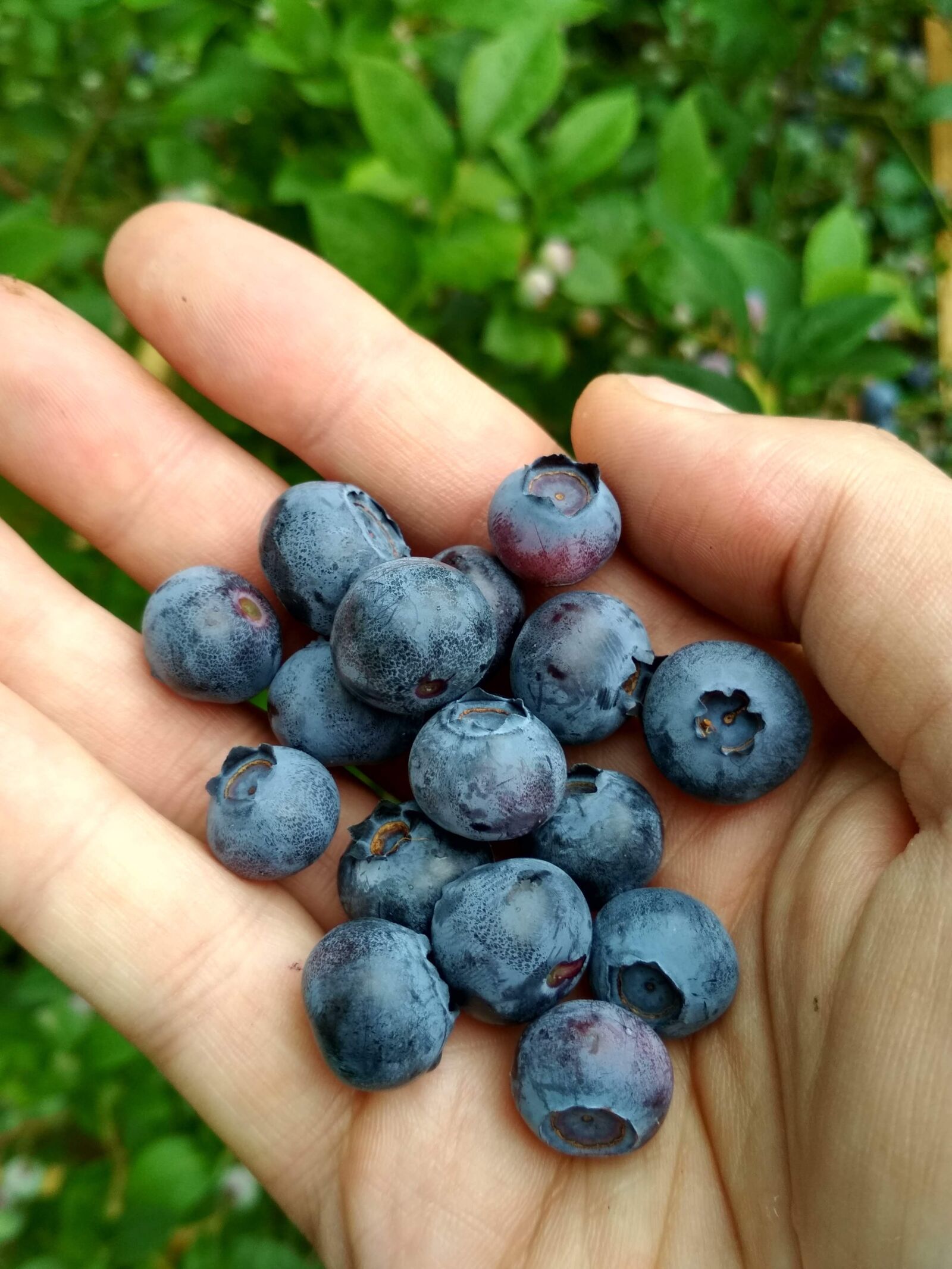 Xiaomi Redmi 4X sample photo. Blueberries, fruit, berries photography