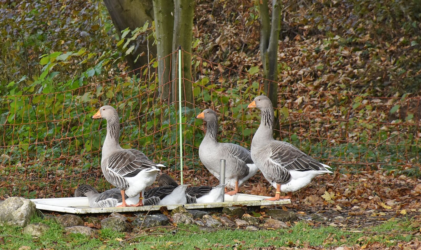 Nikon D7200 sample photo. Geese, farm, poultry photography
