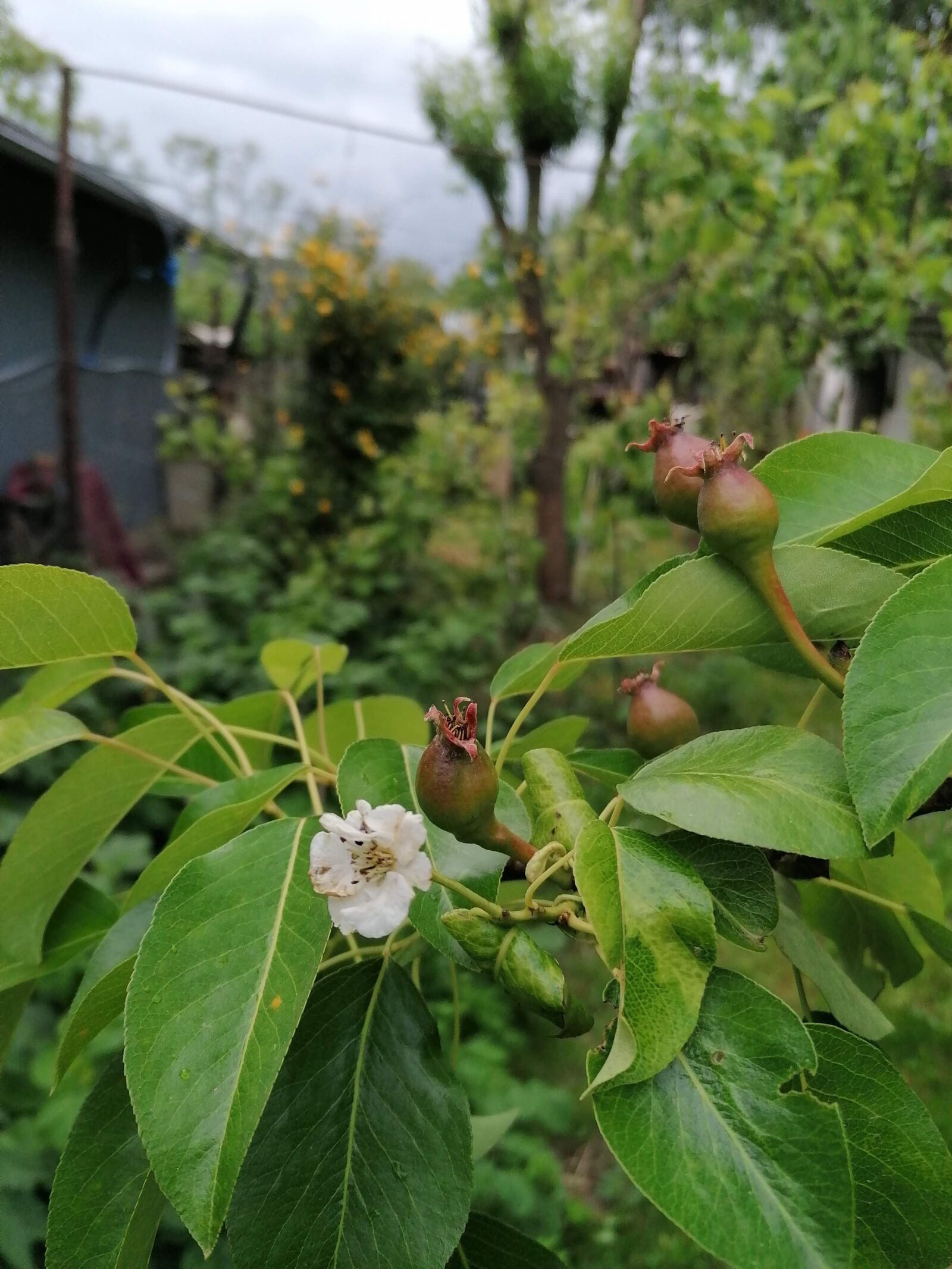 HUAWEI P30 LITE sample photo. Pear, flower, fruit photography
