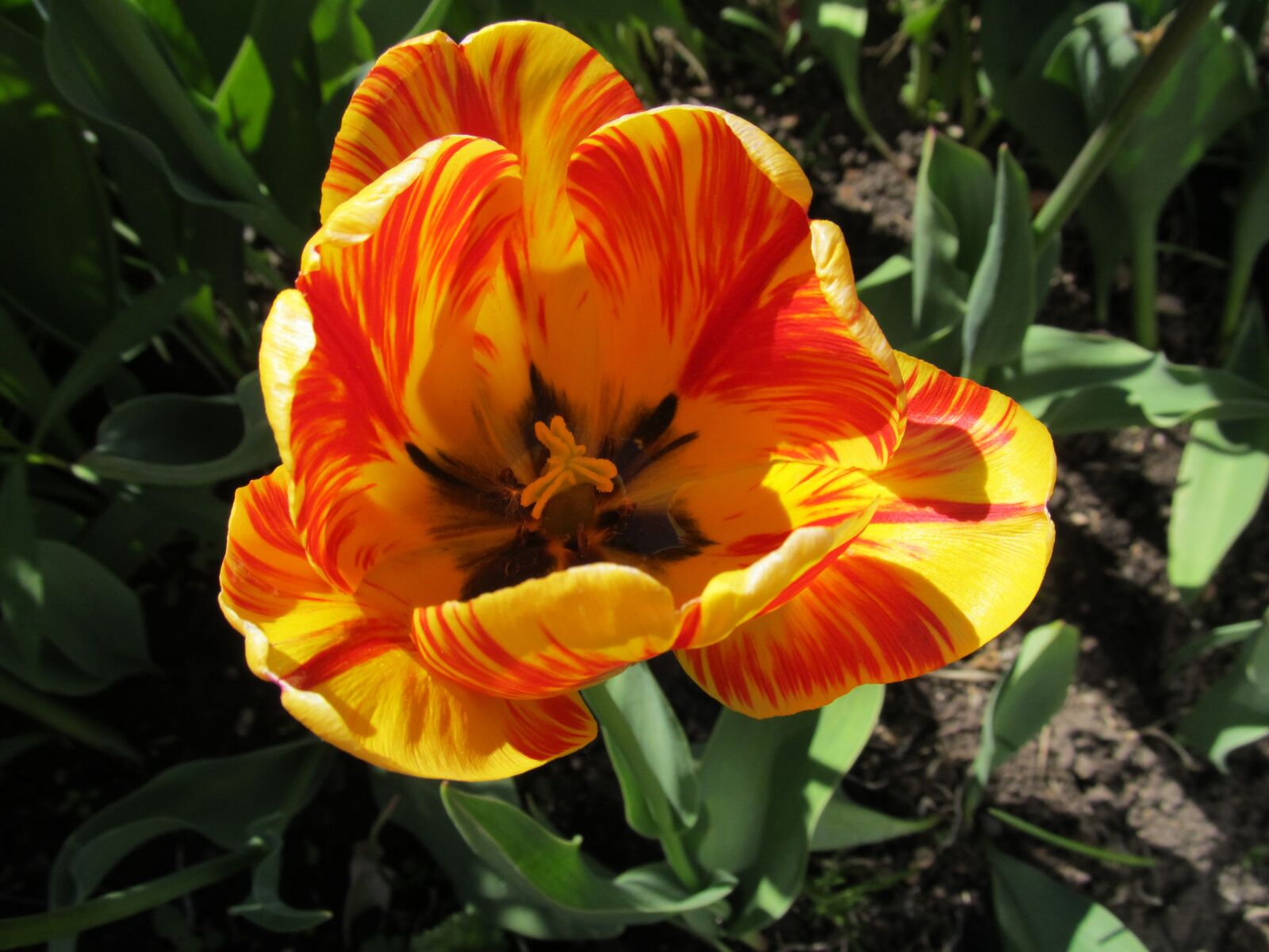 Canon PowerShot SX130 IS sample photo. Tulip, flowers, garden flowers photography