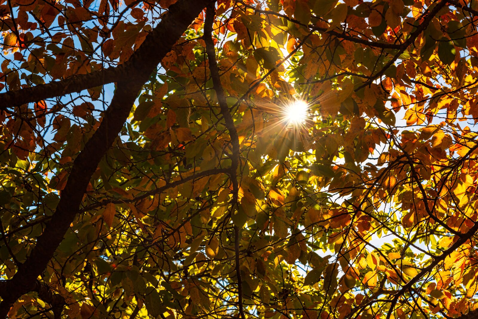 Nikon D750 sample photo. Autumn, leaves, sunrays photography
