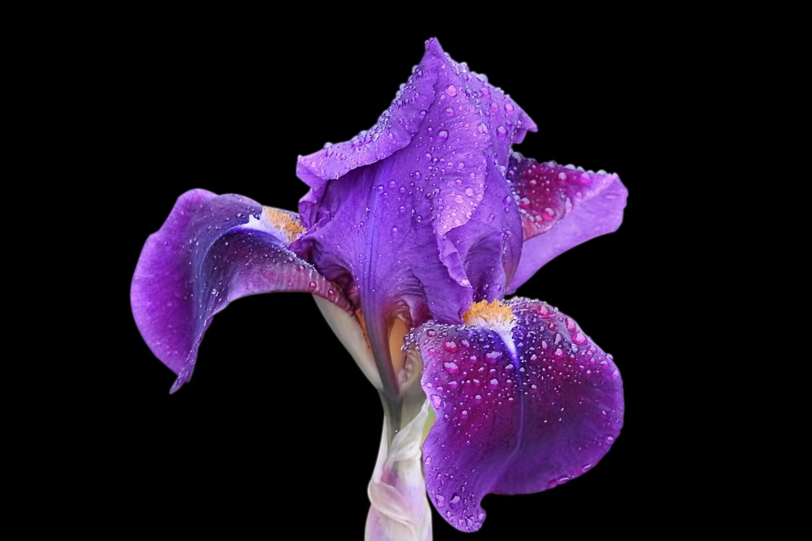 Nikon Coolpix P900 sample photo. Iris, blossom, bloom photography