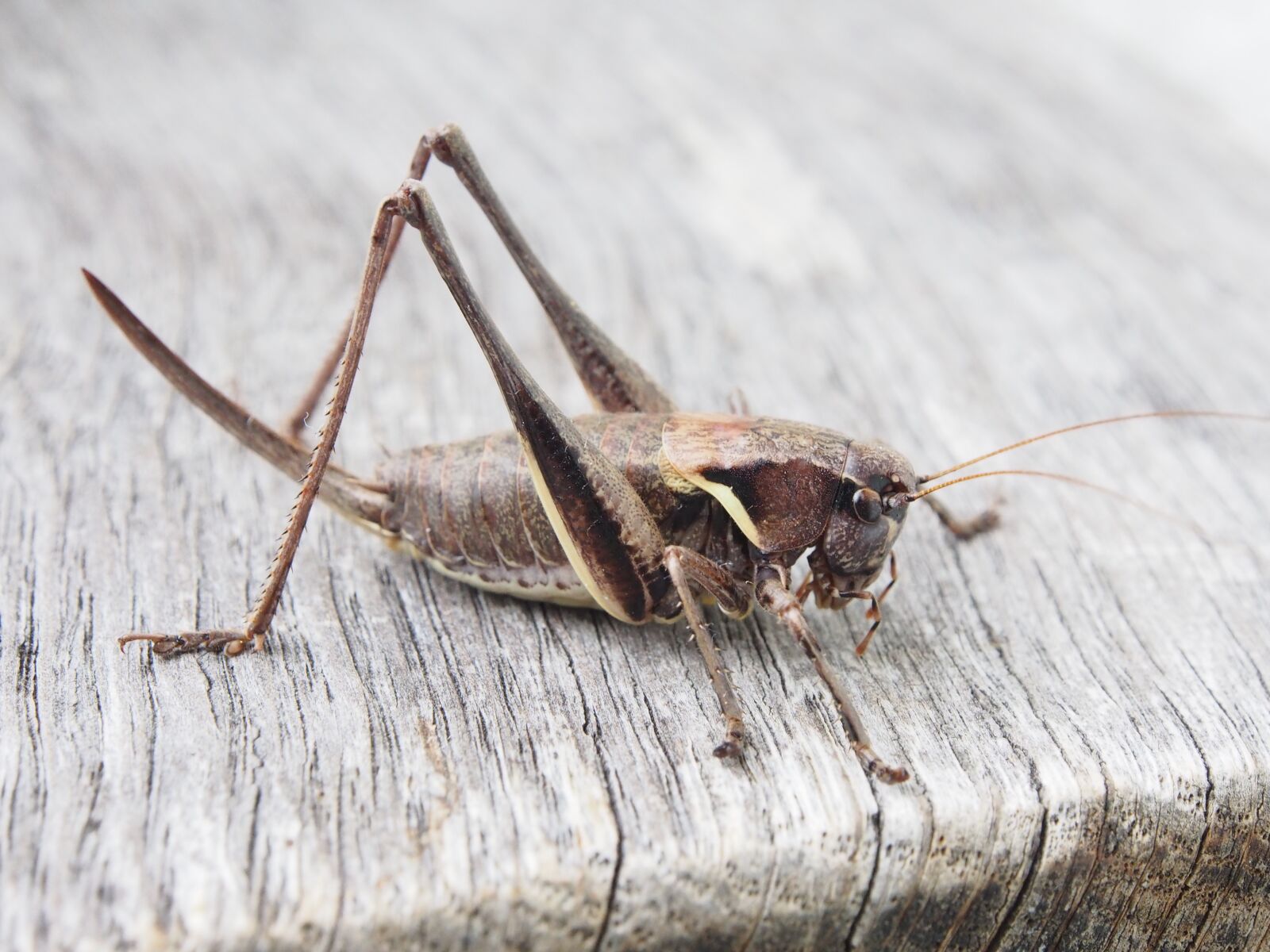 Olympus OM-D E-M5 sample photo. Grasshopper, insect, wood photography