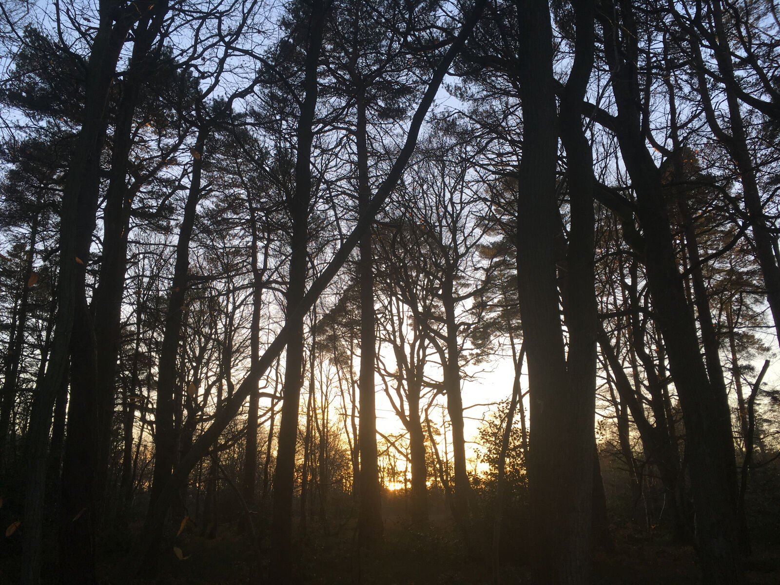 iPhone SE back camera 4.15mm f/2.2 sample photo. Forest, sunset photography