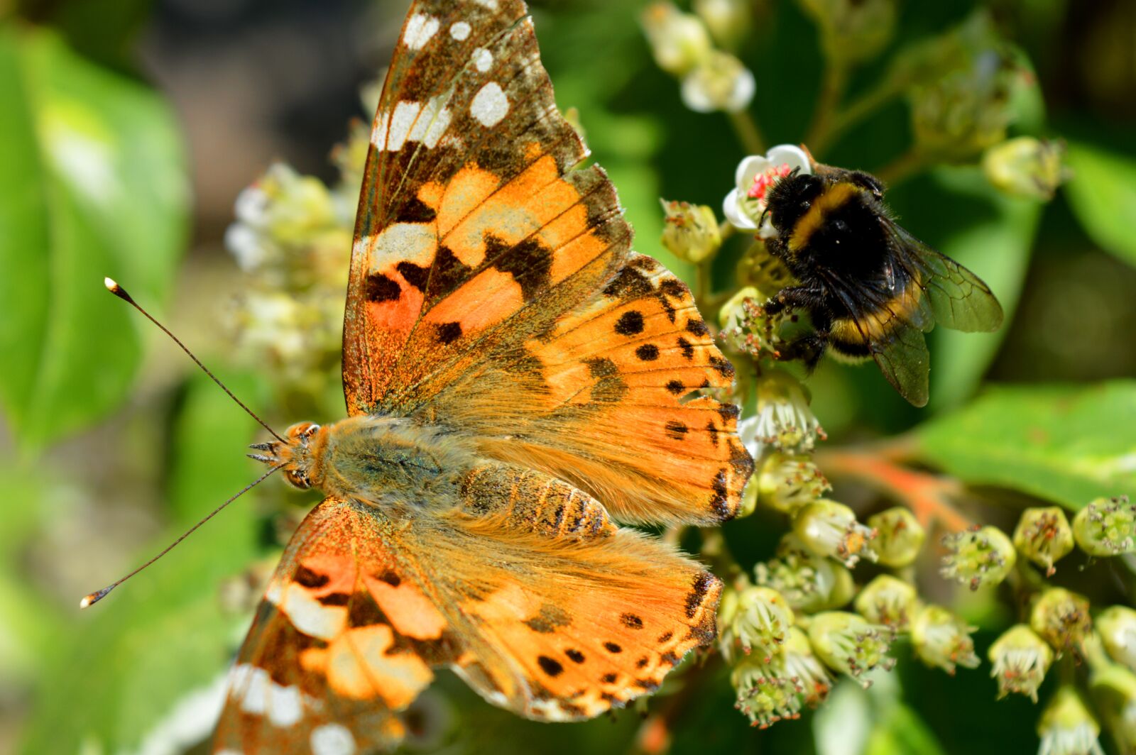 Nikon D3200 sample photo. Butterfly, hummel, nature photography