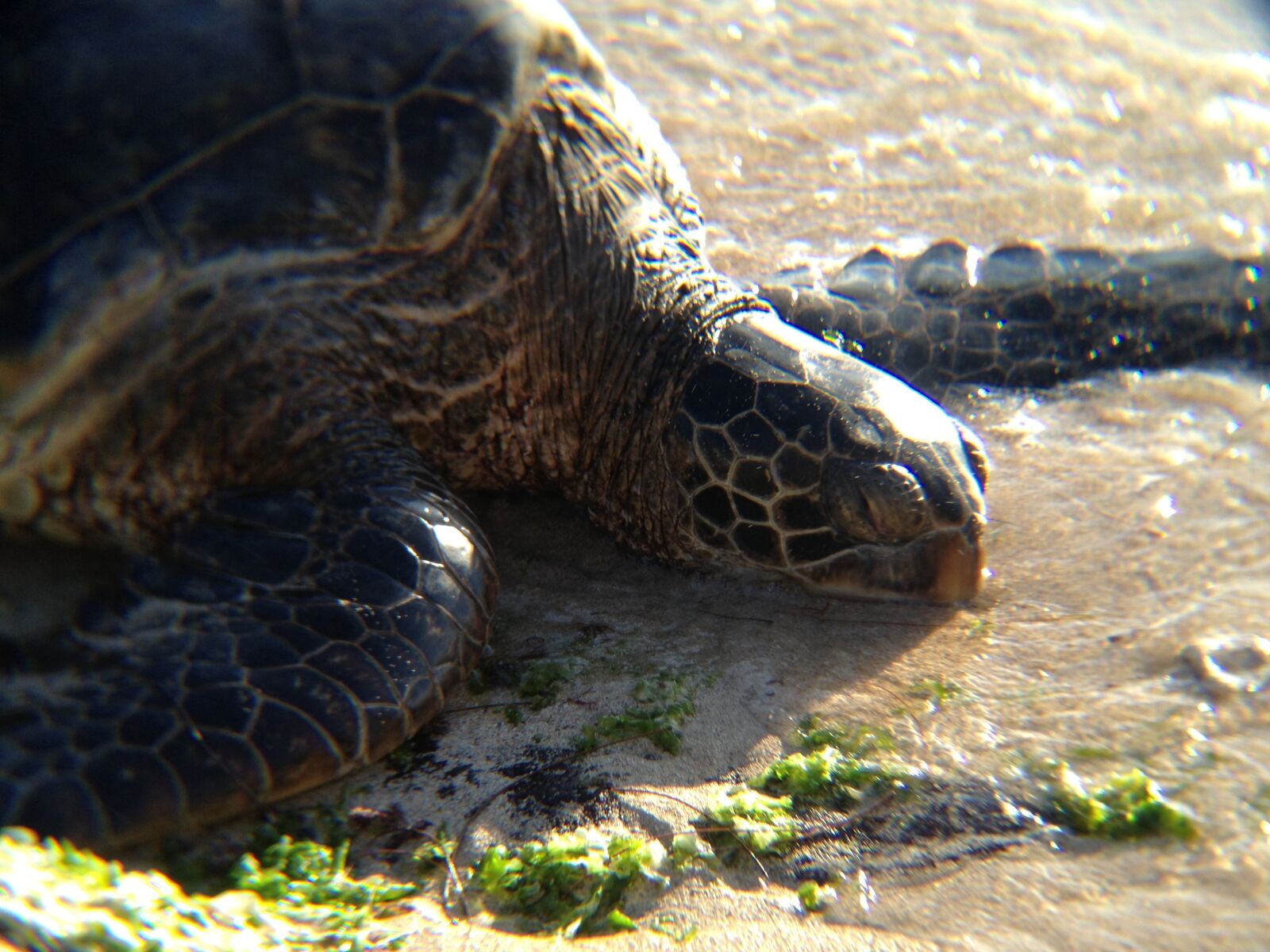 Apple iPhone 4S sample photo. Beach, ocean, sea, turtle photography