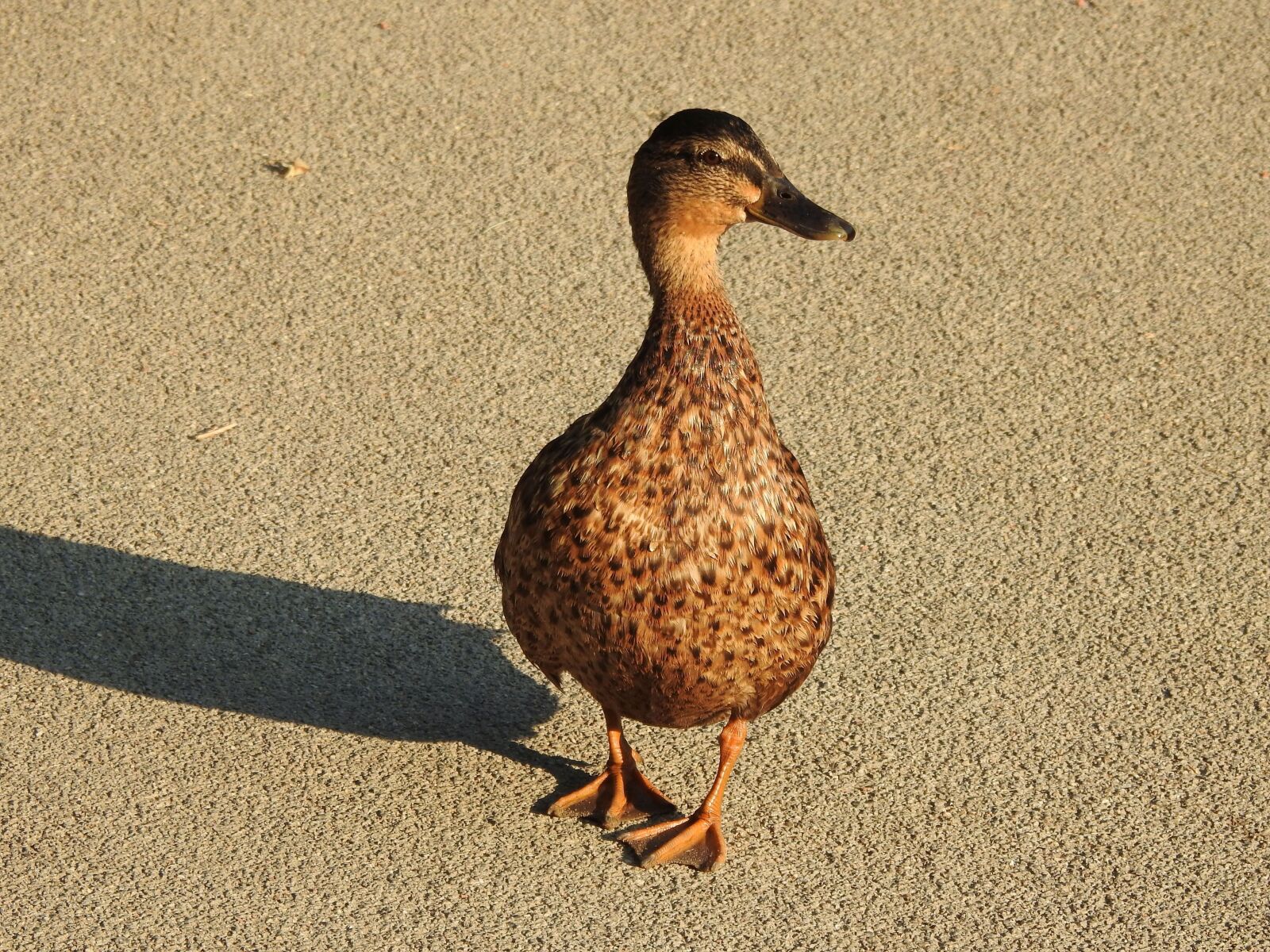 Nikon Coolpix P900 sample photo. Duck, waddle, friendly photography
