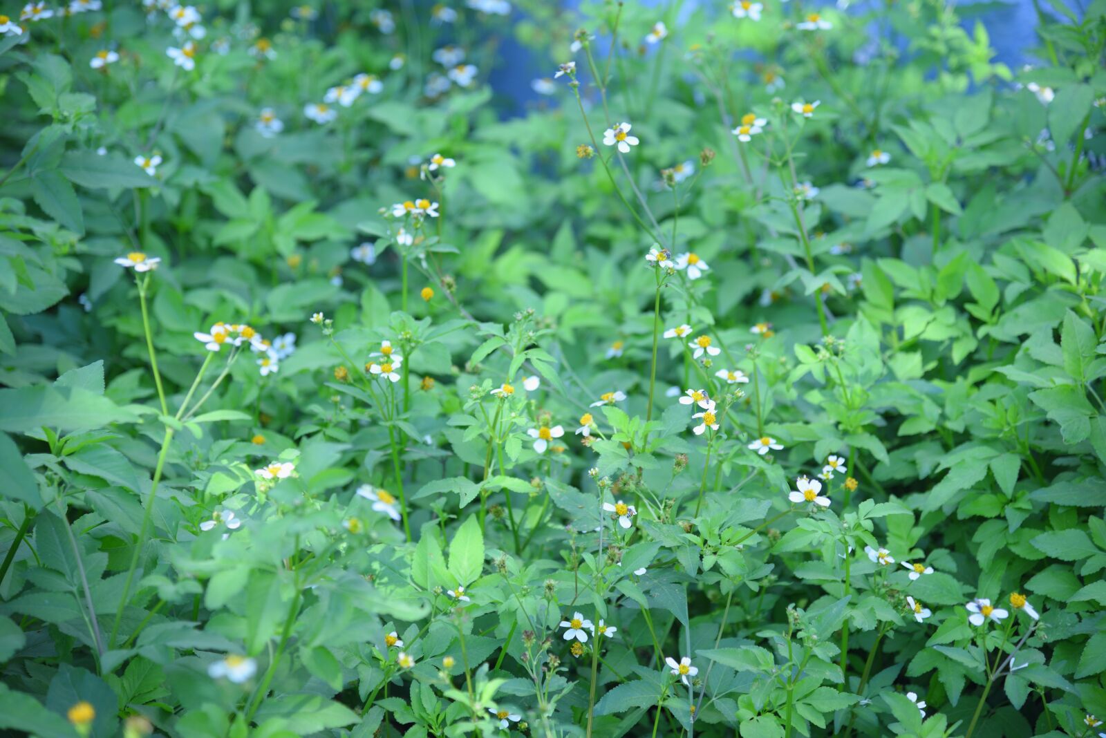 Nikon D750 sample photo. Flower, daisy, bidens pilosa photography