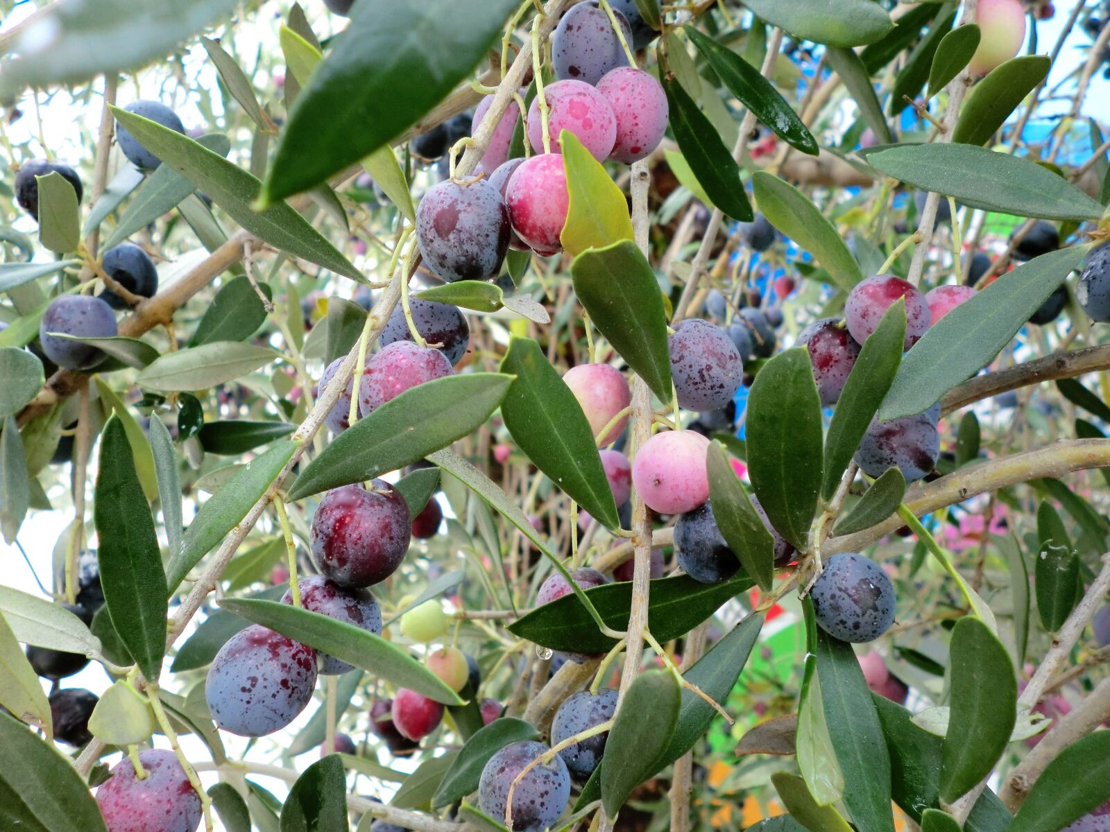 CASIO EX-Z800 sample photo. Food, olives, fruits photography