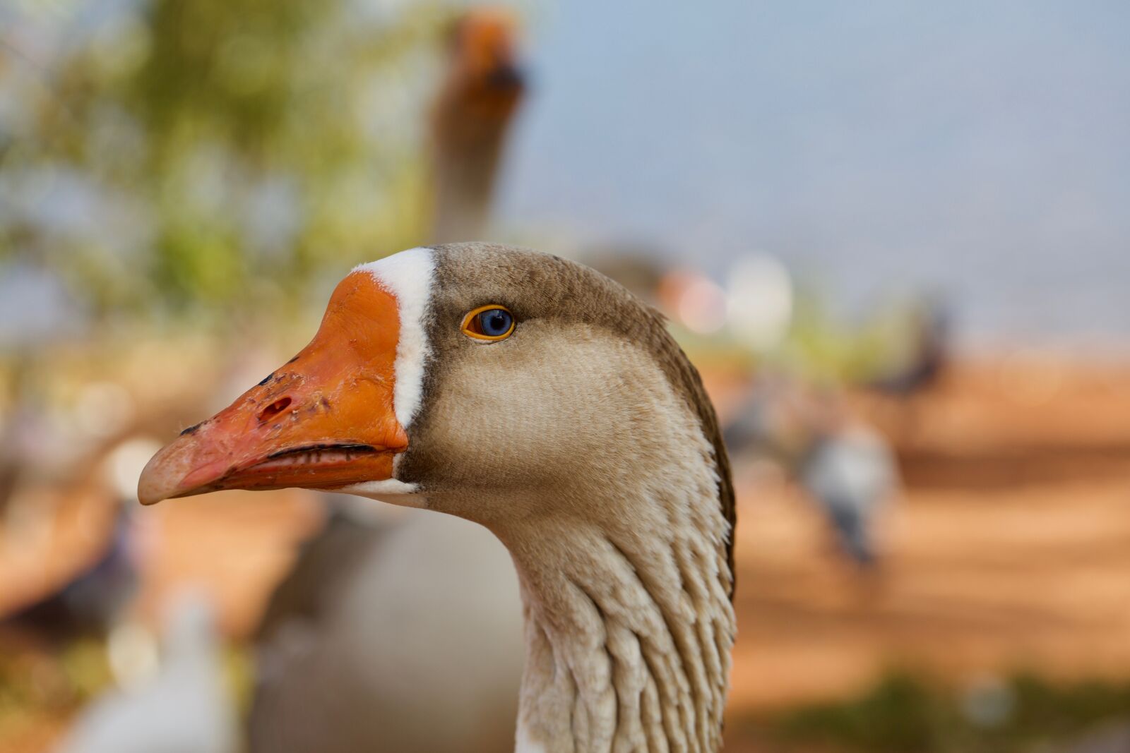 Canon EF 100mm F2.8L Macro IS USM sample photo. Goose, blue eyes, park photography