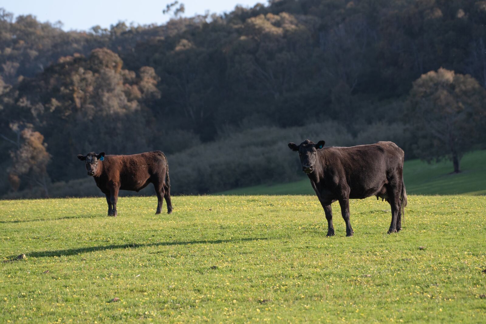 Nikon D750 sample photo. Cow, black angus, cattle photography
