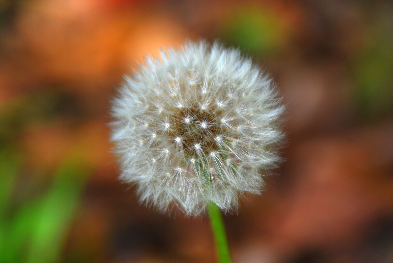 Nikon D40X sample photo. Dandelion, flower, white photography