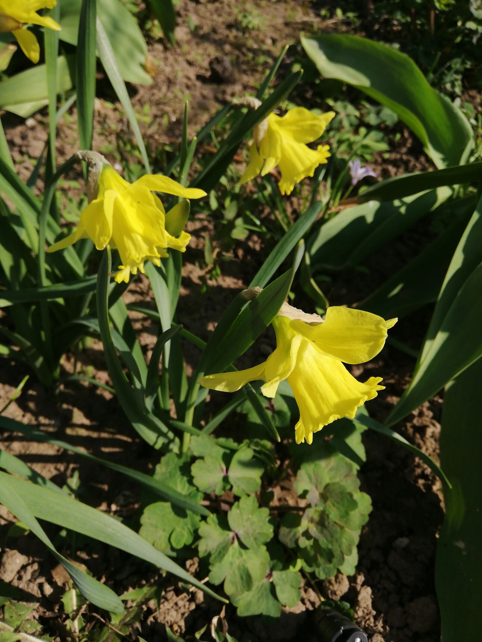 HUAWEI P20 lite sample photo. Yellow, flower, day photography