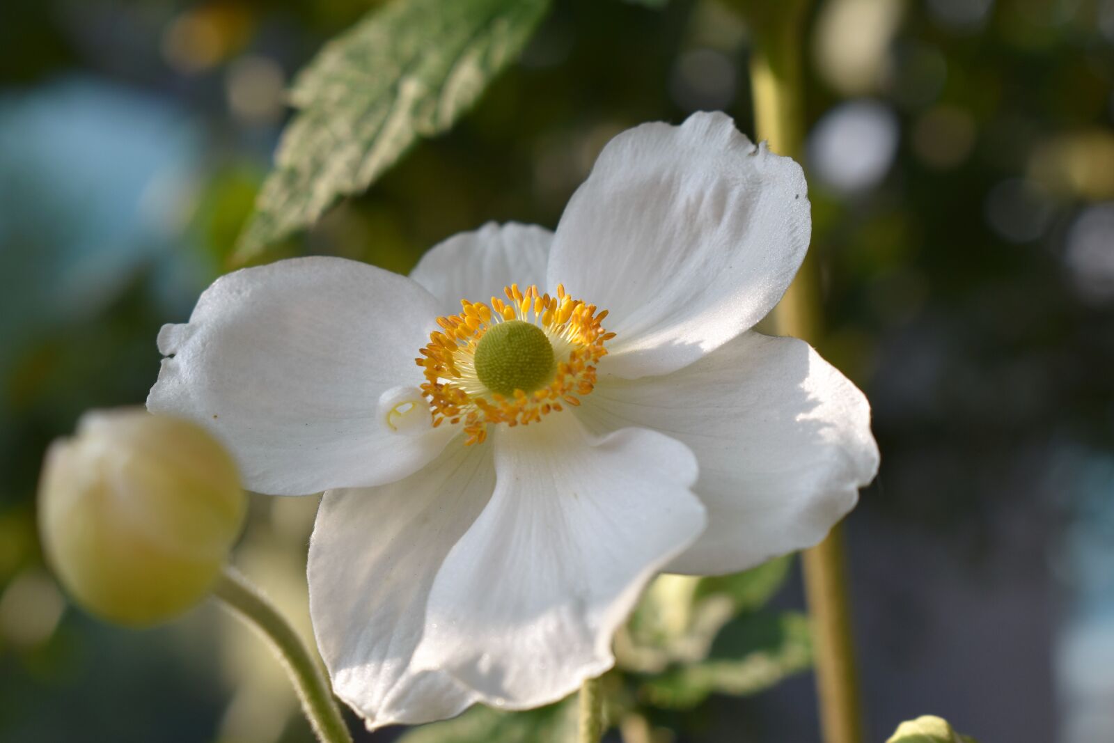 Nikon D5500 sample photo. Anemone, nature, blossom photography