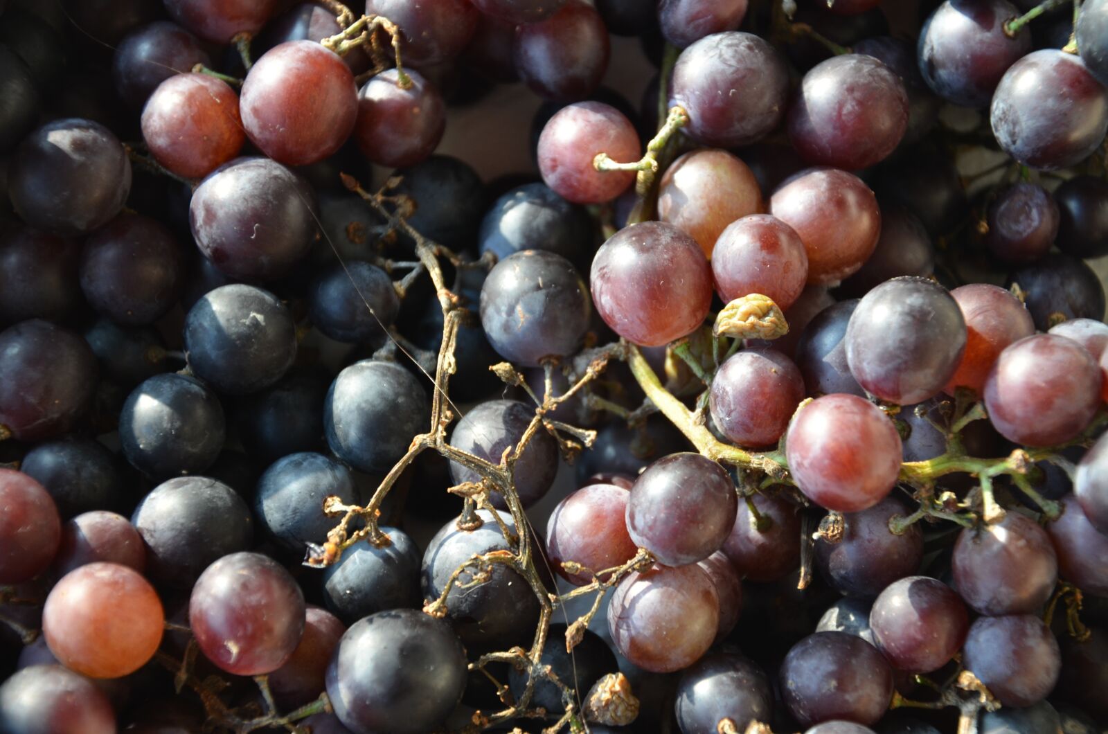 Nikon D7000 sample photo. Fruits, nature, black grapes photography