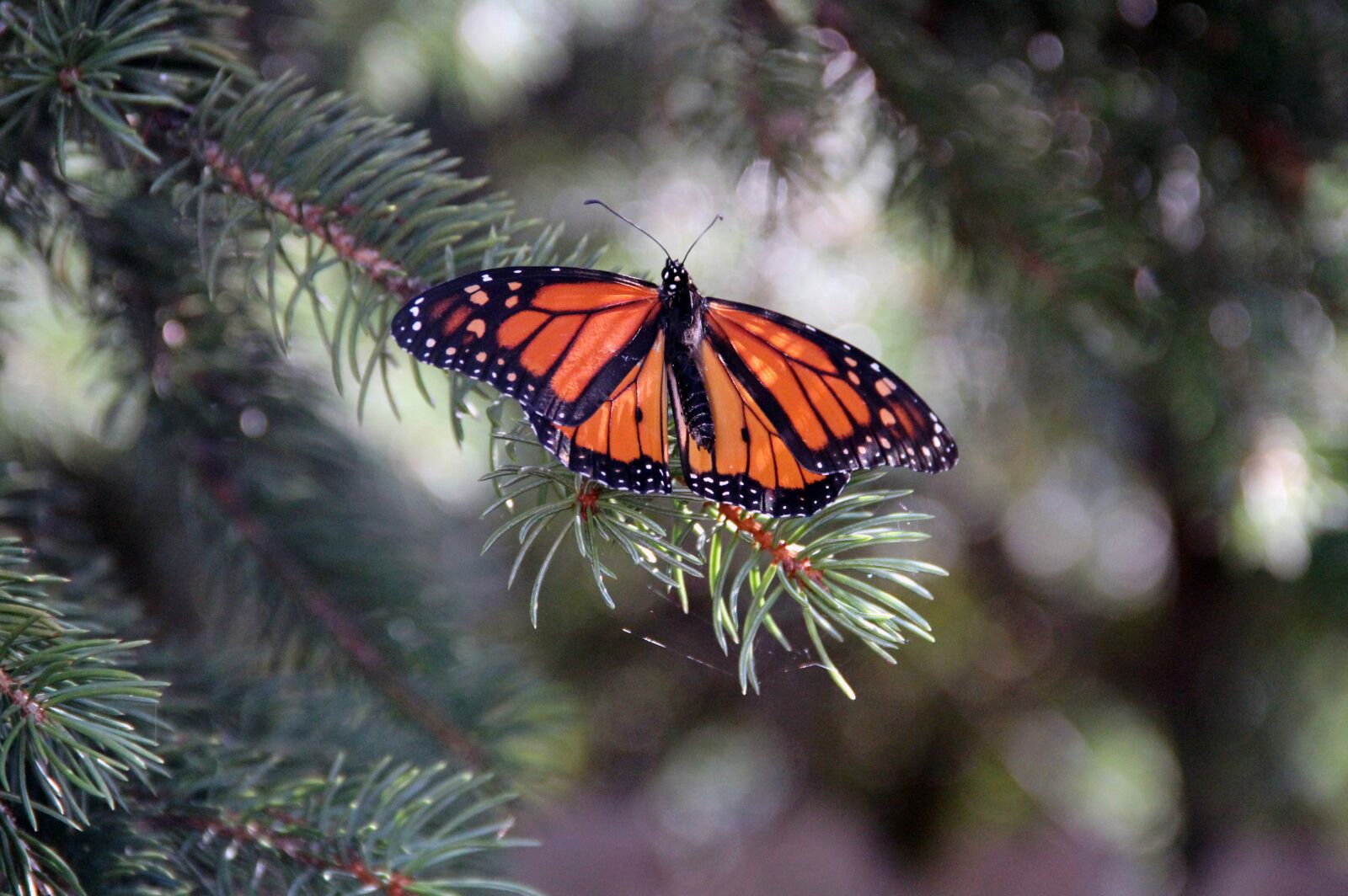Canon EF-S 18-135mm F3.5-5.6 IS sample photo. Monarch butterfly, insect, butterfly photography