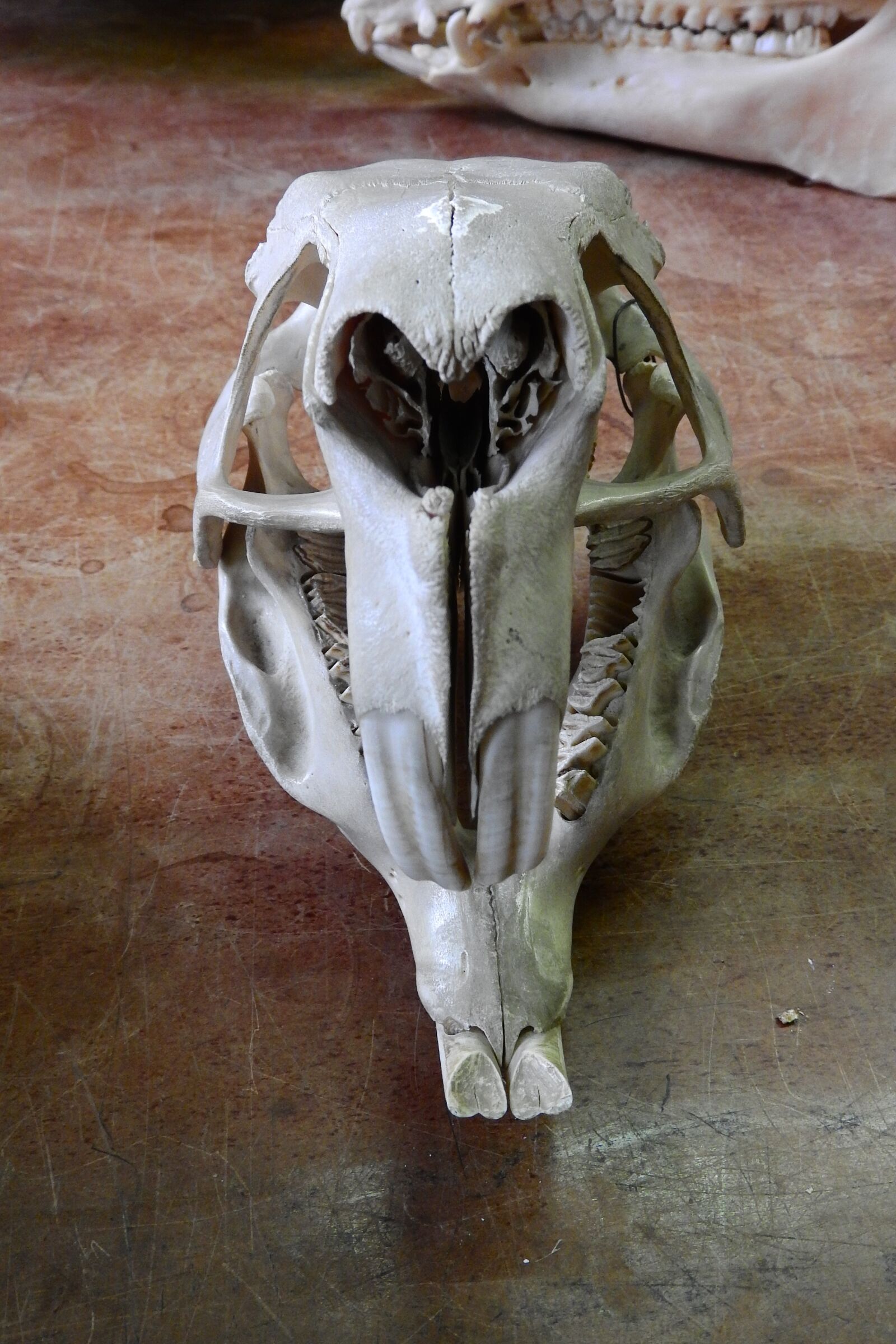 Nikon Coolpix P610 sample photo. Skull, skeleton, teeth photography