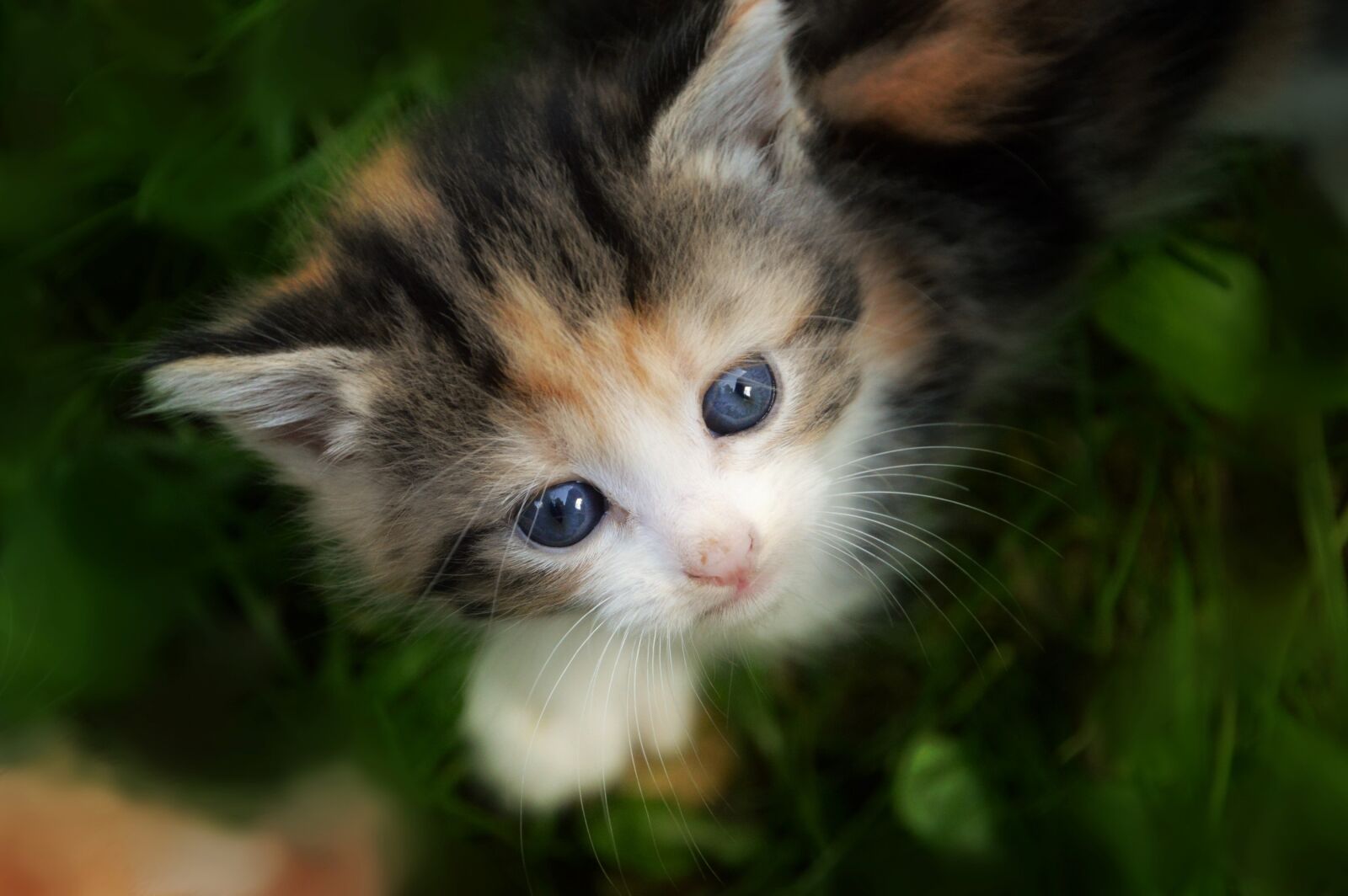 Nikon D3200 sample photo. Kitten, cat, feline photography