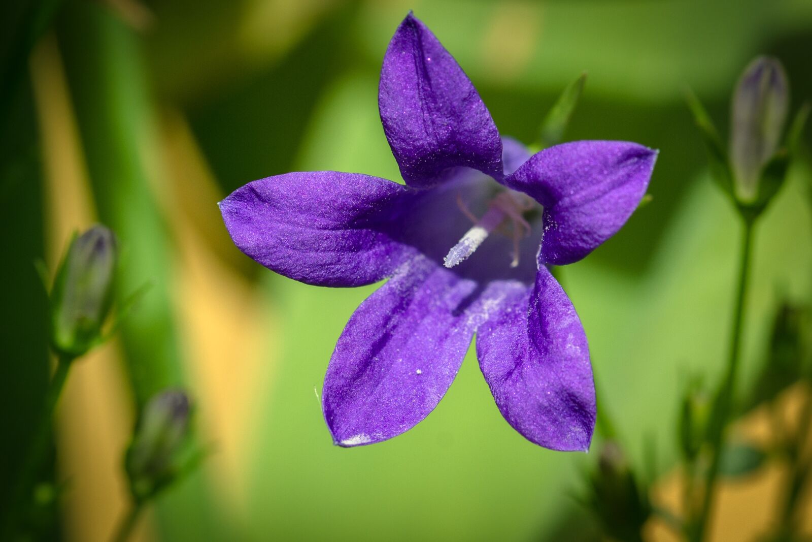 Nikon D7100 sample photo. Bluebells, campanula, portenschlagiana photography
