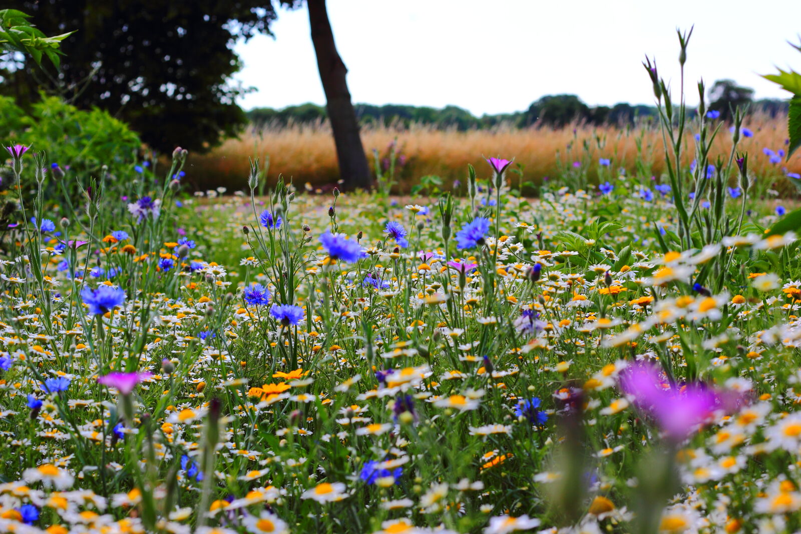 Canon EOS 600D (Rebel EOS T3i / EOS Kiss X5) + Canon EF 50mm F1.8 II sample photo. Flowers, summer, meadow, wild photography
