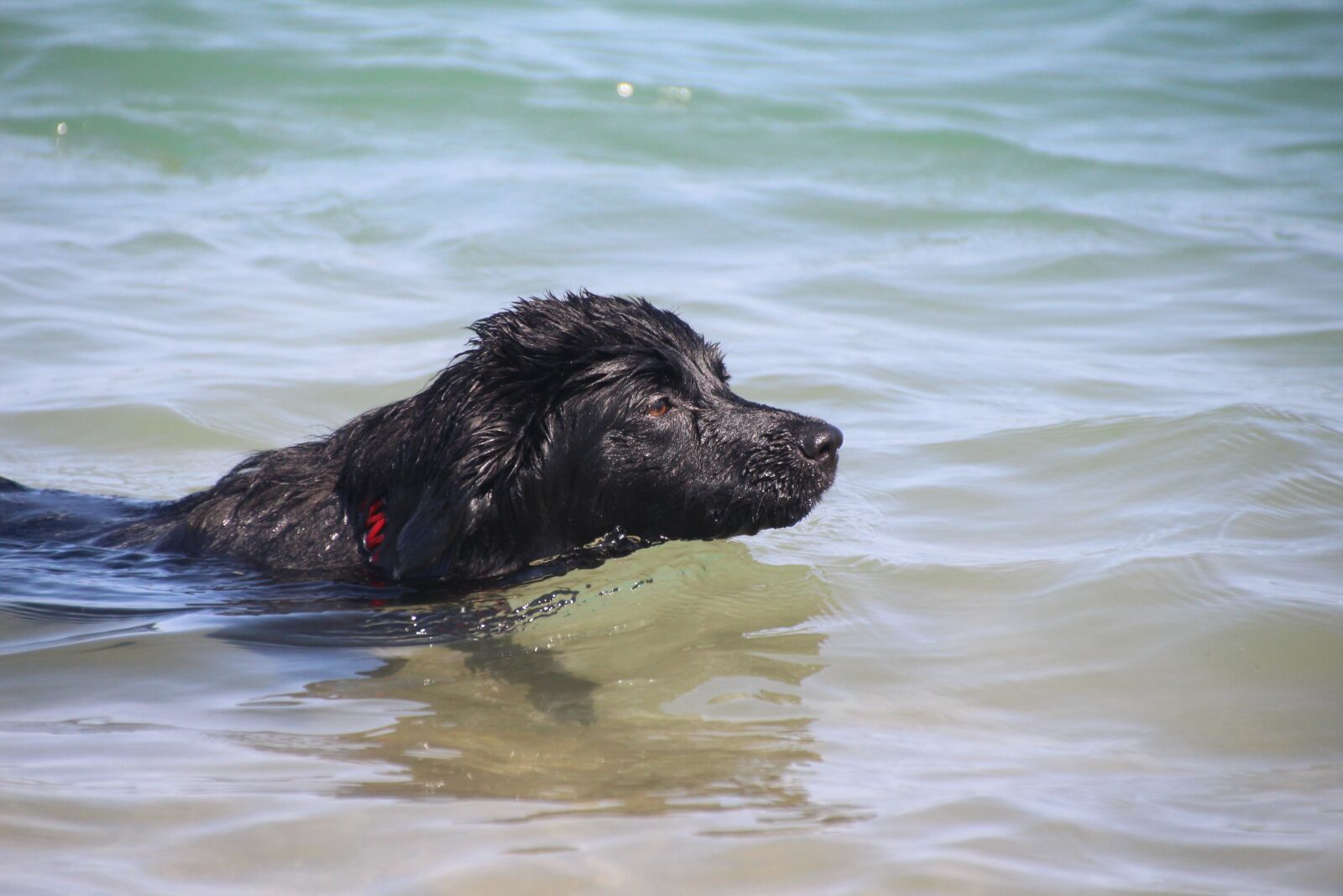 Canon EOS 700D (EOS Rebel T5i / EOS Kiss X7i) sample photo. Floating dog, dog swims photography