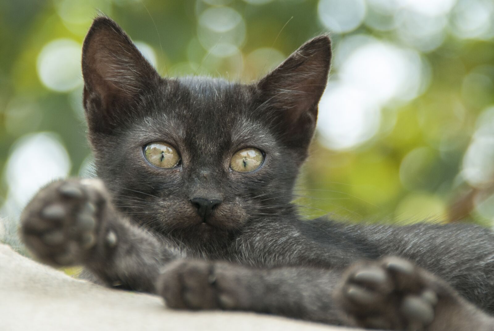 Nikon D60 sample photo. Cat, eye, green photography